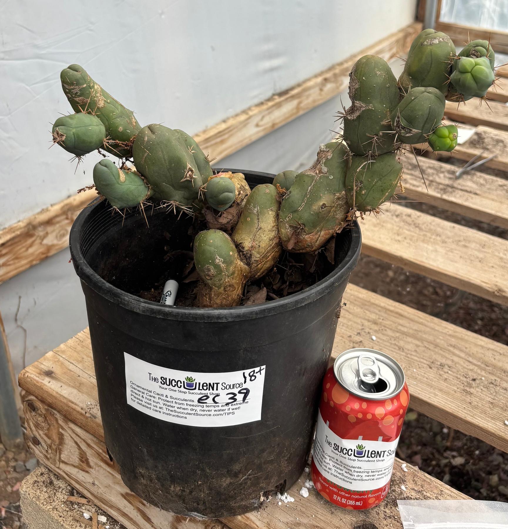 San Pedro Cactus for Sale Trichocereus - #EC39 EXACT Trichocereus