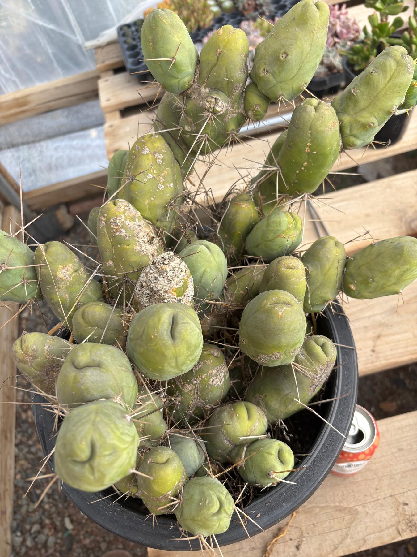 #EC39 EXACT Trichocereus Bridgesii Monstrose TBM Cactus 45+ segments-Cactus - Large - Exact-The Succulent Source