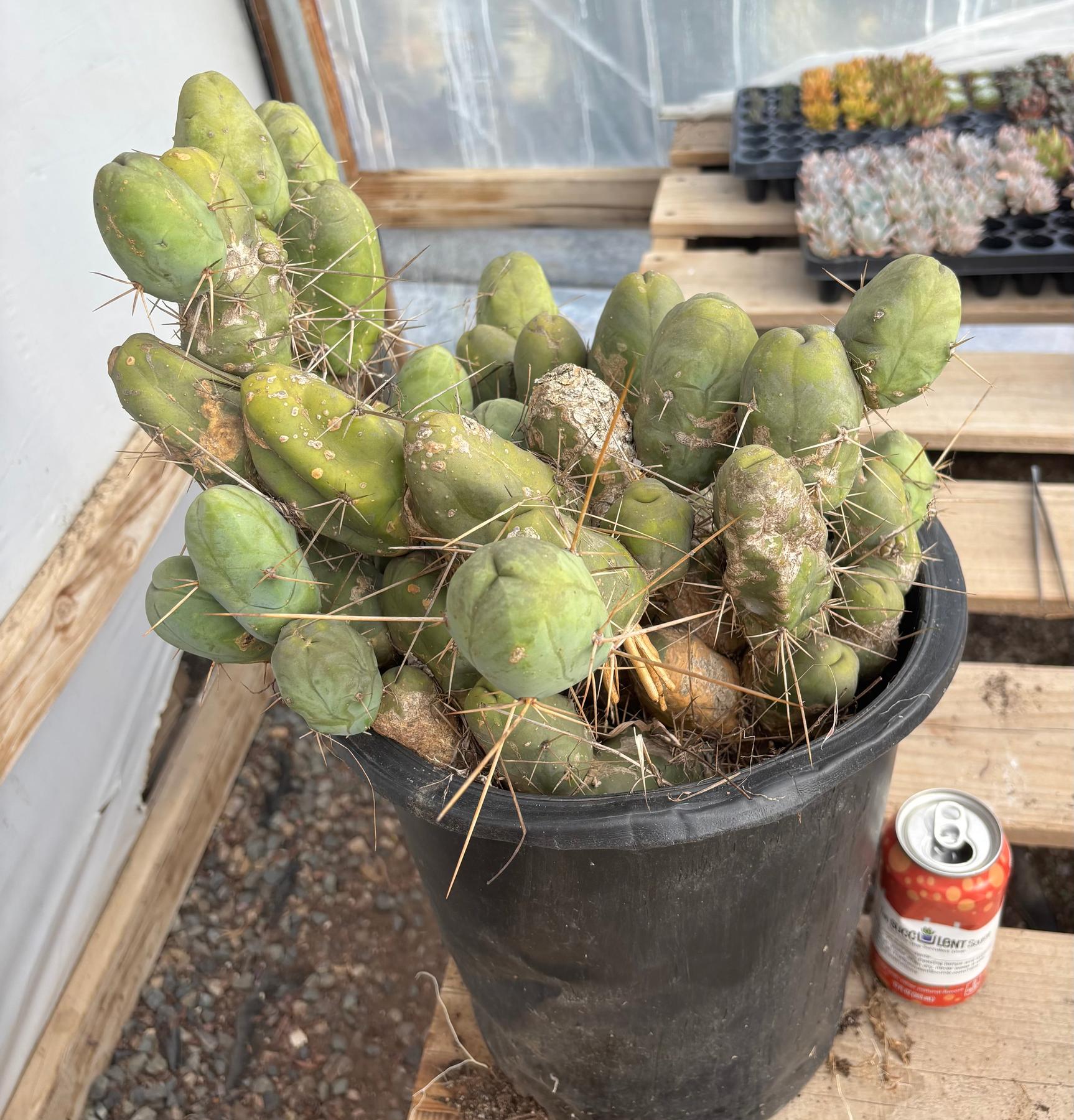 #EC39 EXACT Trichocereus Bridgesii Monstrose TBM Cactus 45+ segments-Cactus - Large - Exact-The Succulent Source