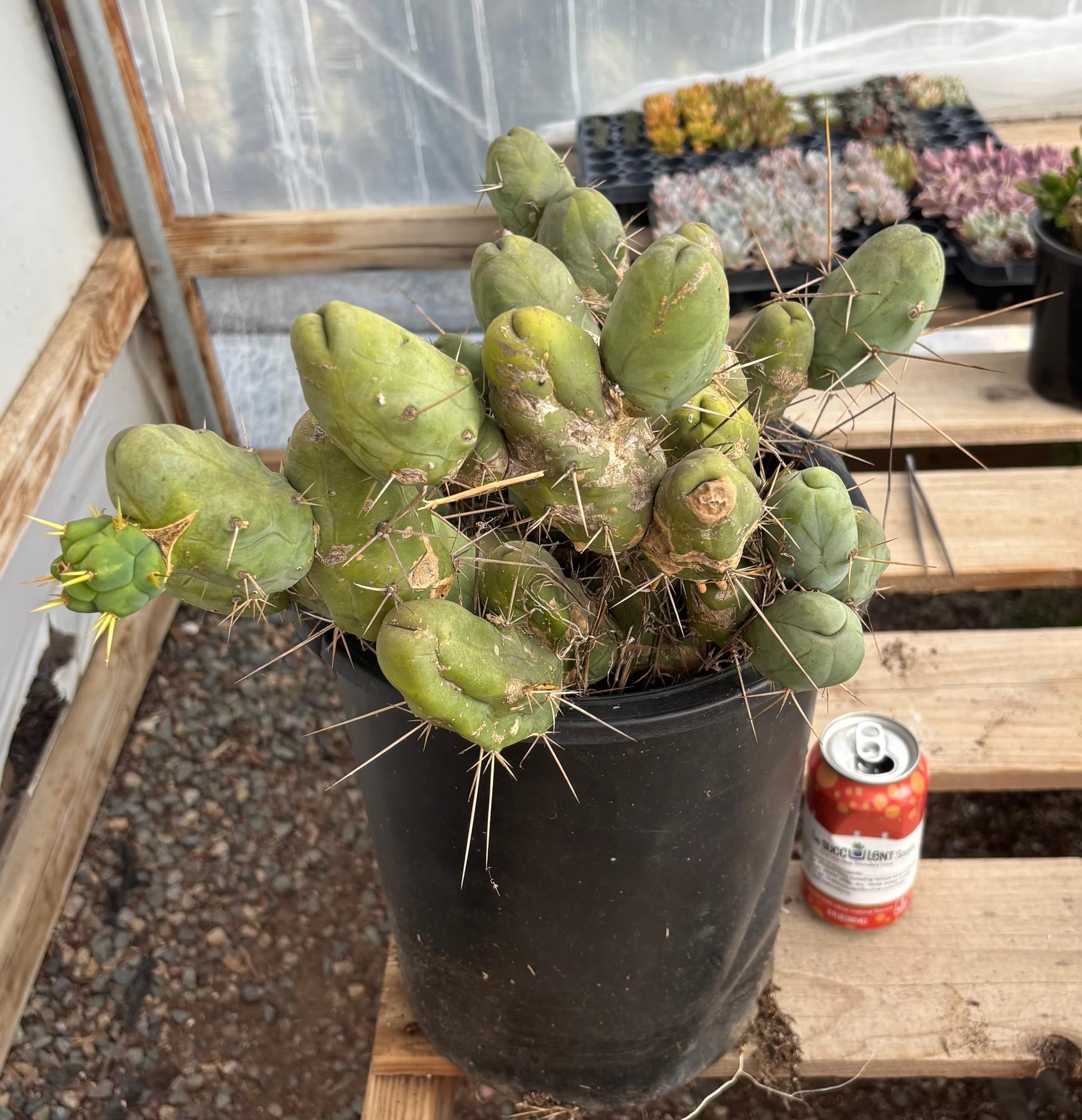 #EC39 EXACT Trichocereus Bridgesii Monstrose TBM Cactus 45+ segments-Cactus - Large - Exact-The Succulent Source