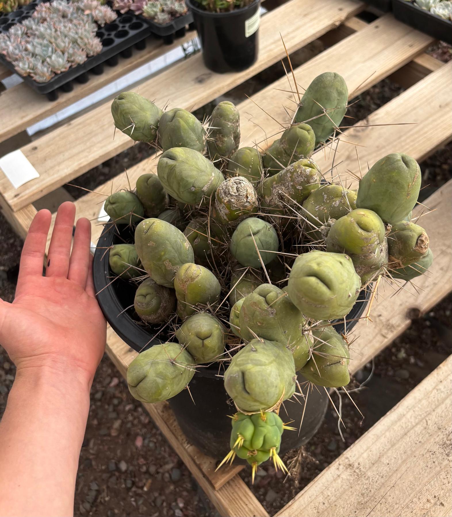 #EC39 EXACT Trichocereus Bridgesii Monstrose TBM Cactus 45+ segments-Cactus - Large - Exact-The Succulent Source