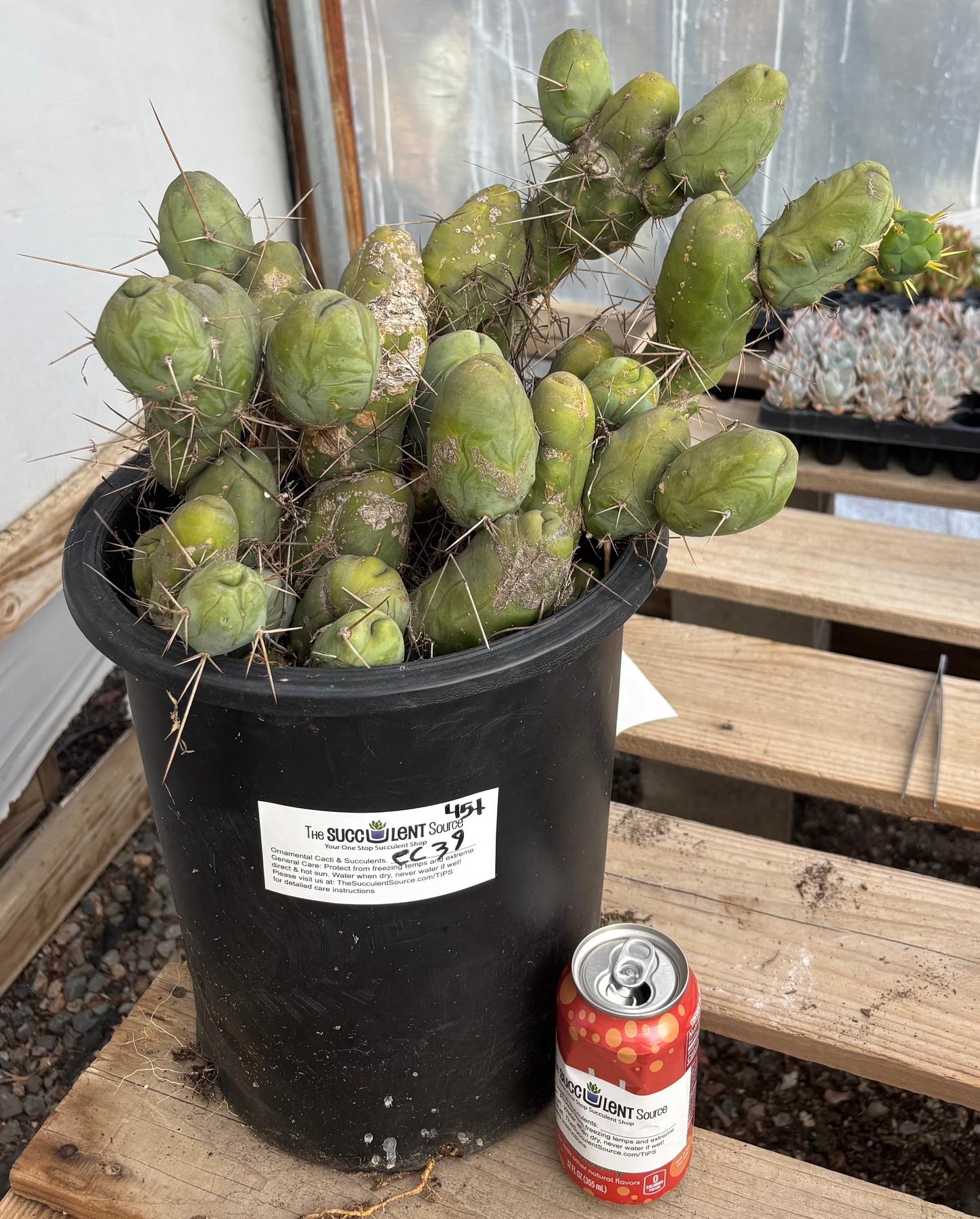 San Pedro Cactus for Sale Trichocereus - #EC39 EXACT Trichocereus