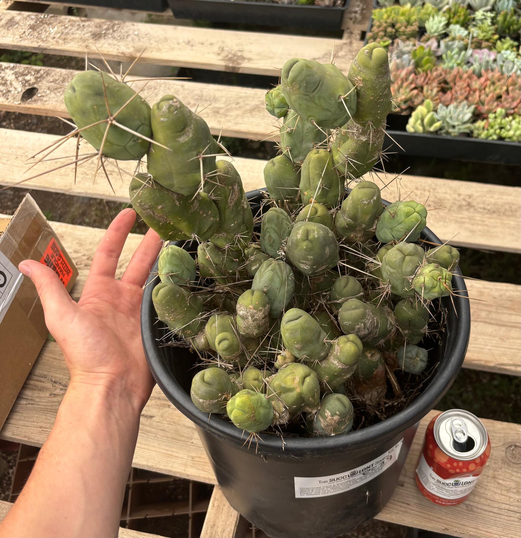 #EC39 EXACT Trichocereus Bridgesii Monstrose TBM Cactus 50+ segments-Cactus - Large - Exact-The Succulent Source