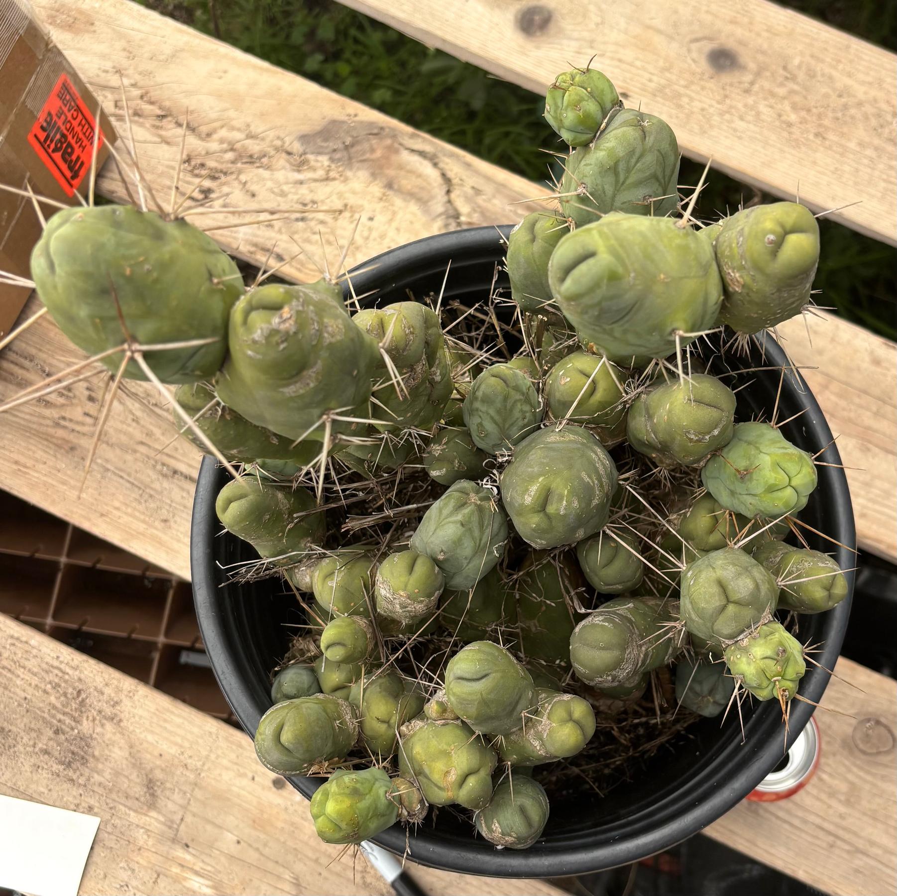 #EC39 EXACT Trichocereus Bridgesii Monstrose TBM Cactus 50+ segments-Cactus - Large - Exact-The Succulent Source