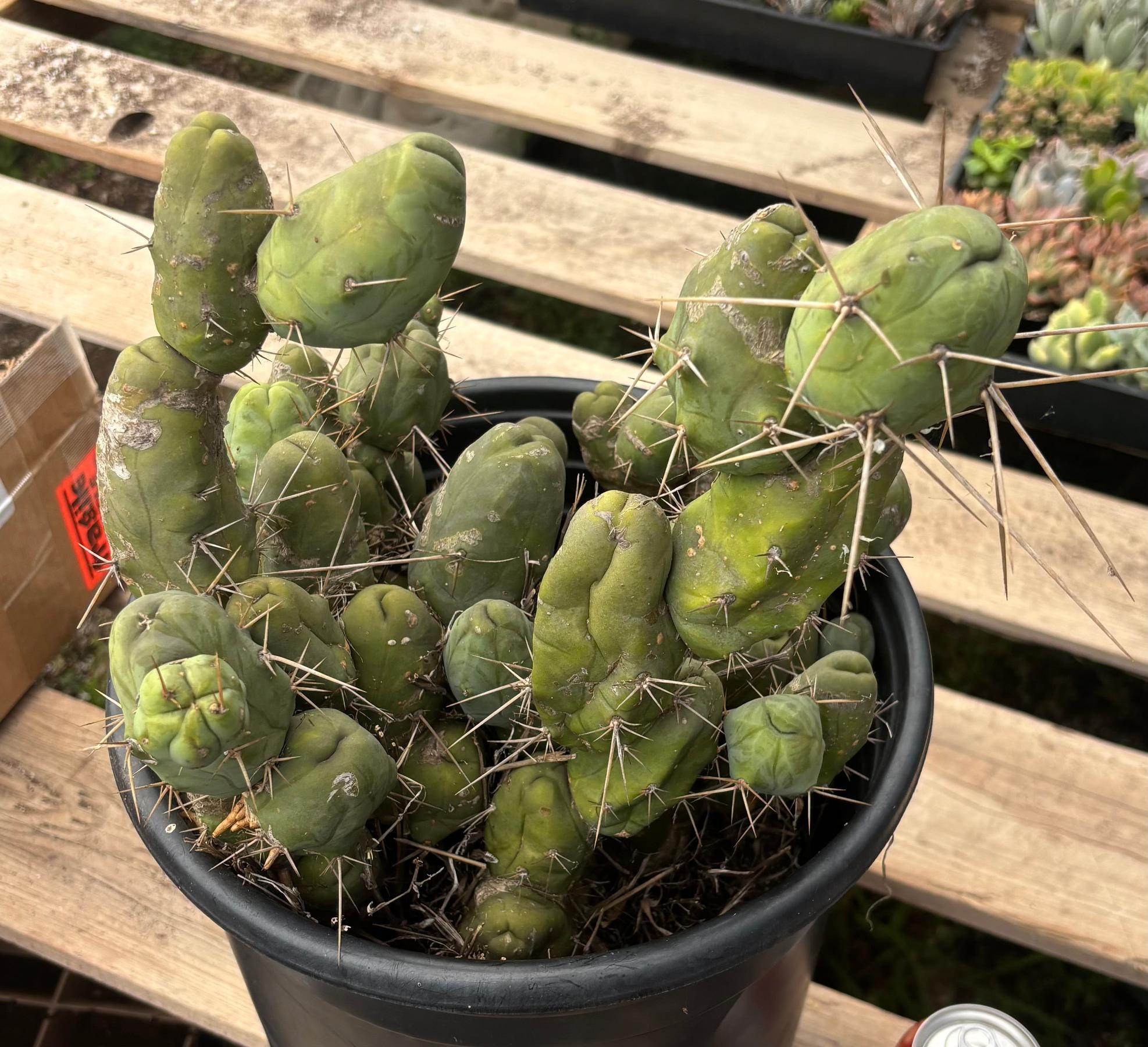 #EC39 EXACT Trichocereus Bridgesii Monstrose TBM Cactus 50+ segments-Cactus - Large - Exact-The Succulent Source