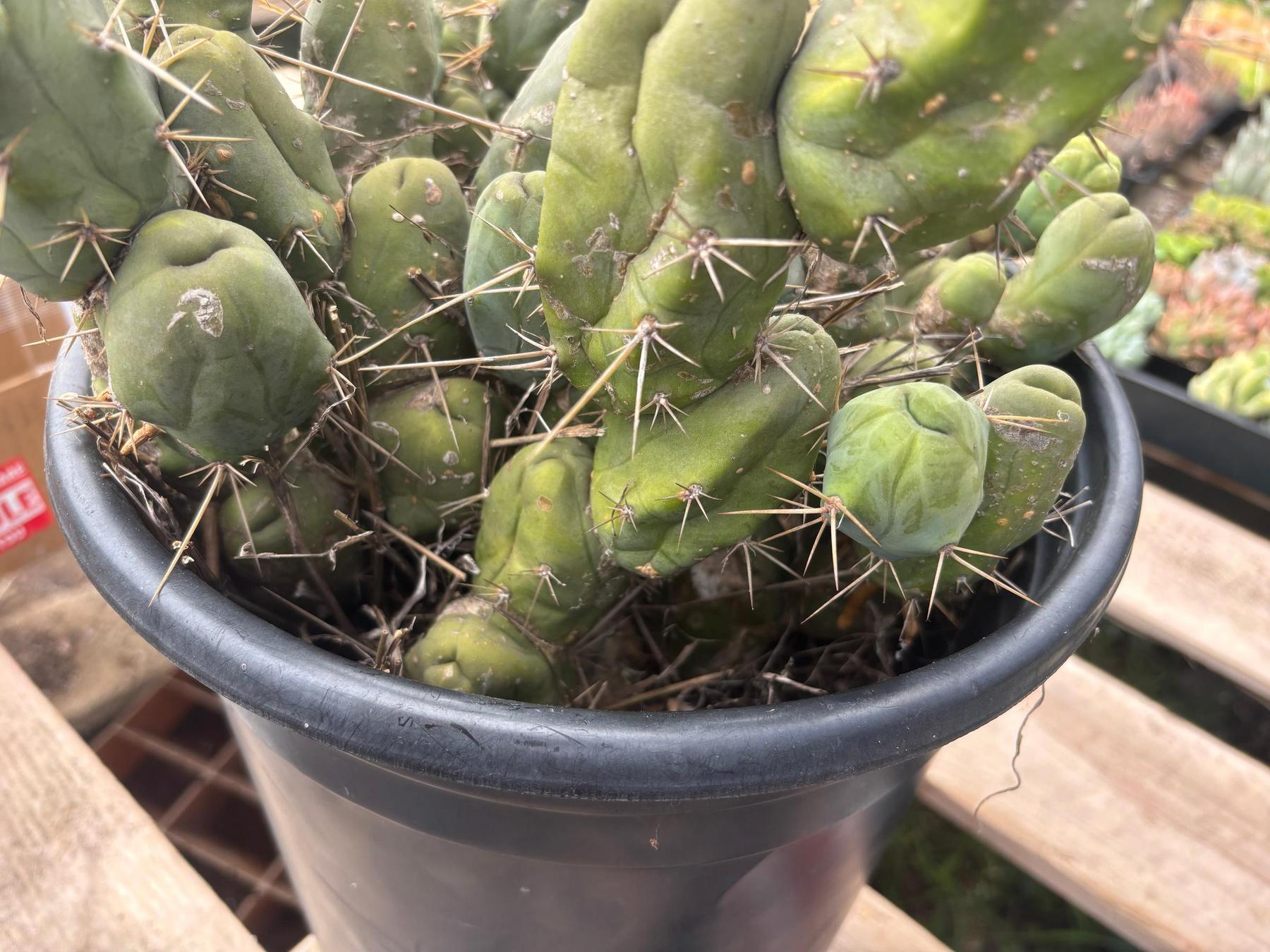 #EC39 EXACT Trichocereus Bridgesii Monstrose TBM Cactus 50+ segments-Cactus - Large - Exact-The Succulent Source