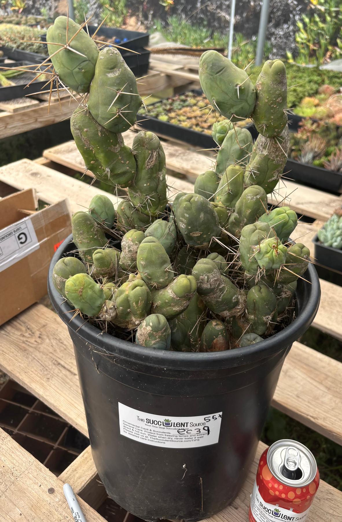 #EC39 EXACT Trichocereus Bridgesii Monstrose TBM Cactus 50+ segments-Cactus - Large - Exact-The Succulent Source