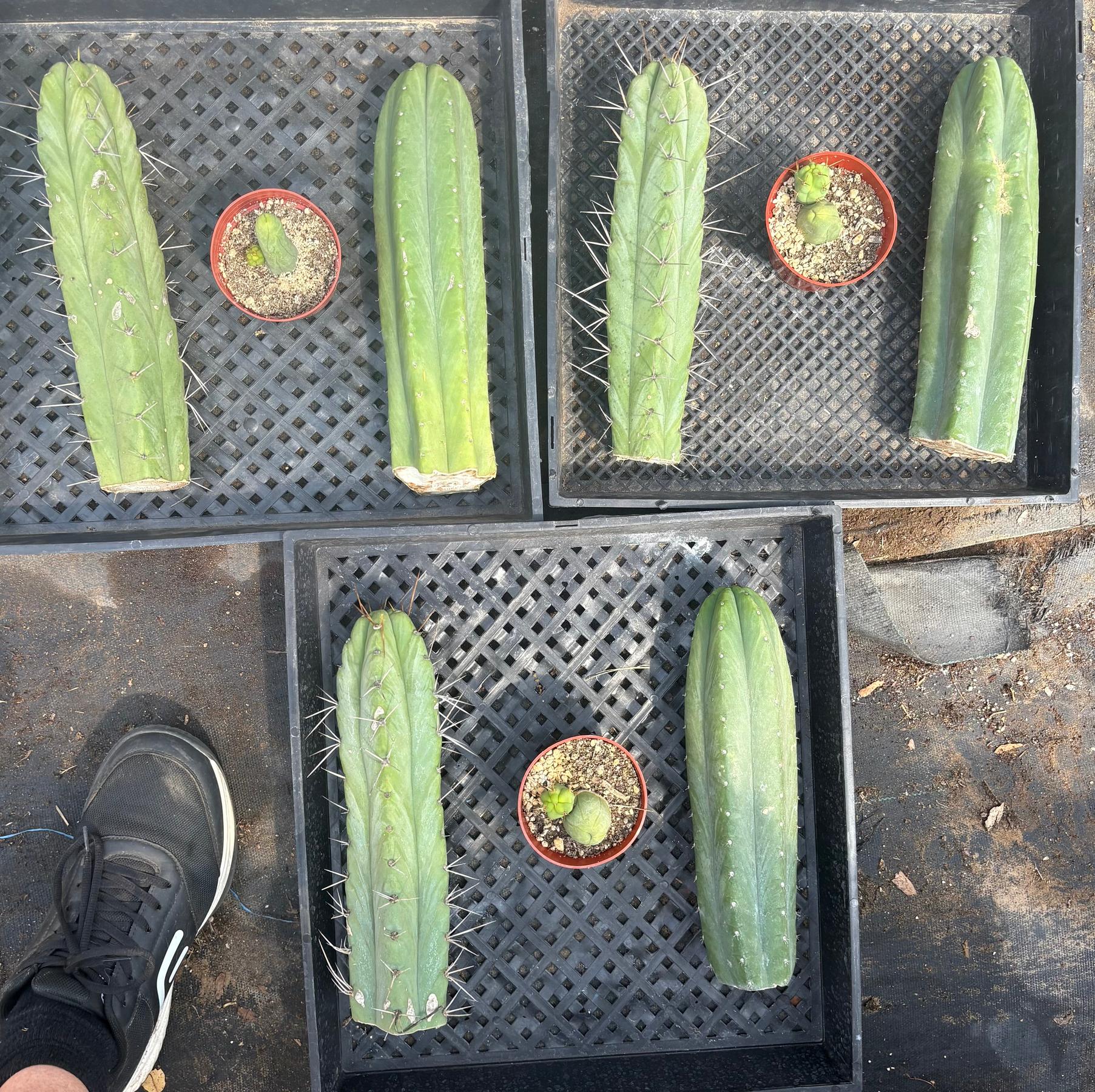 #EC390 Trichocereus Beginner Bargain Special Pachanoi, Bridgesii and a TBM-Cactus - Large - Exact-The Succulent Source