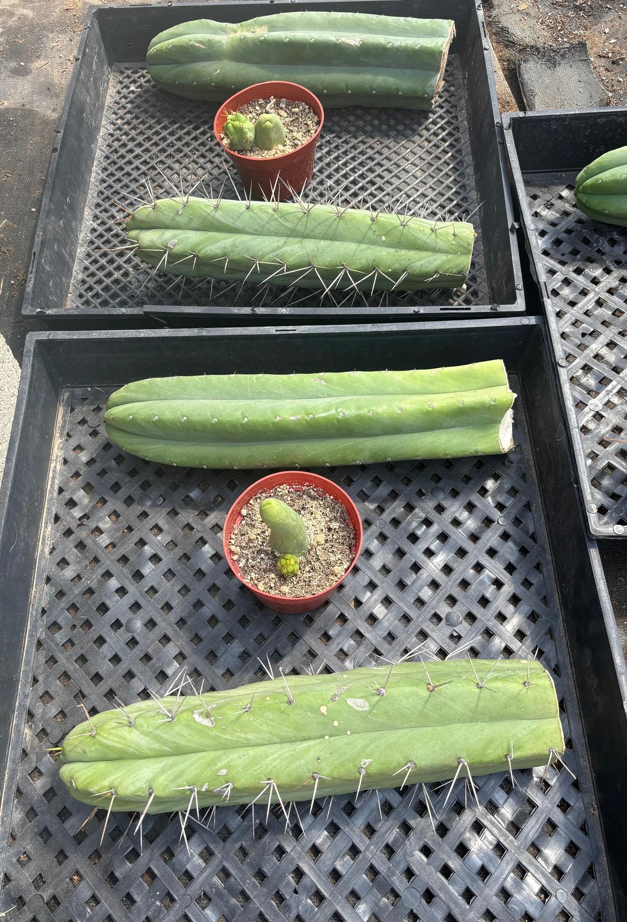 #EC390 Trichocereus Beginner Bargain Special Pachanoi, Bridgesii and a TBM-Cactus - Large - Exact-The Succulent Source