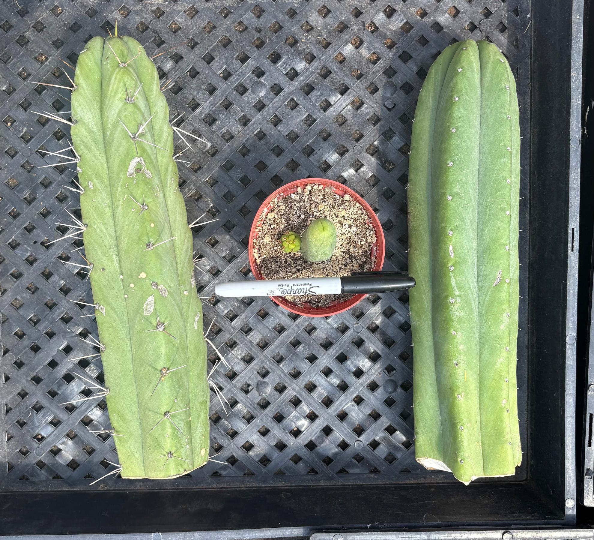 succulent source san pedro #EC390 Trichocereus Beginner Bargain Special Pachanoi, Bridgesii, seedling  and a TBM Special