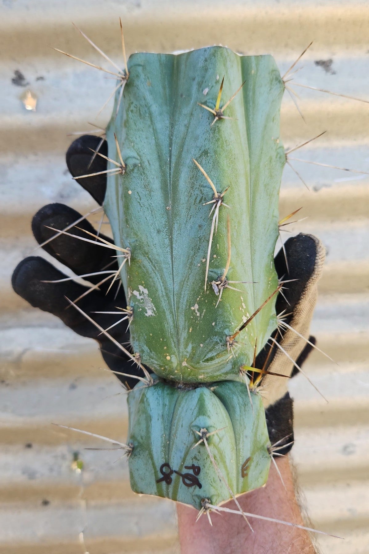 #EC391 EXACT Trichocereus Bargain $20$ Cactus Mid Cuttings-Cactus - Large - Exact-The Succulent Source