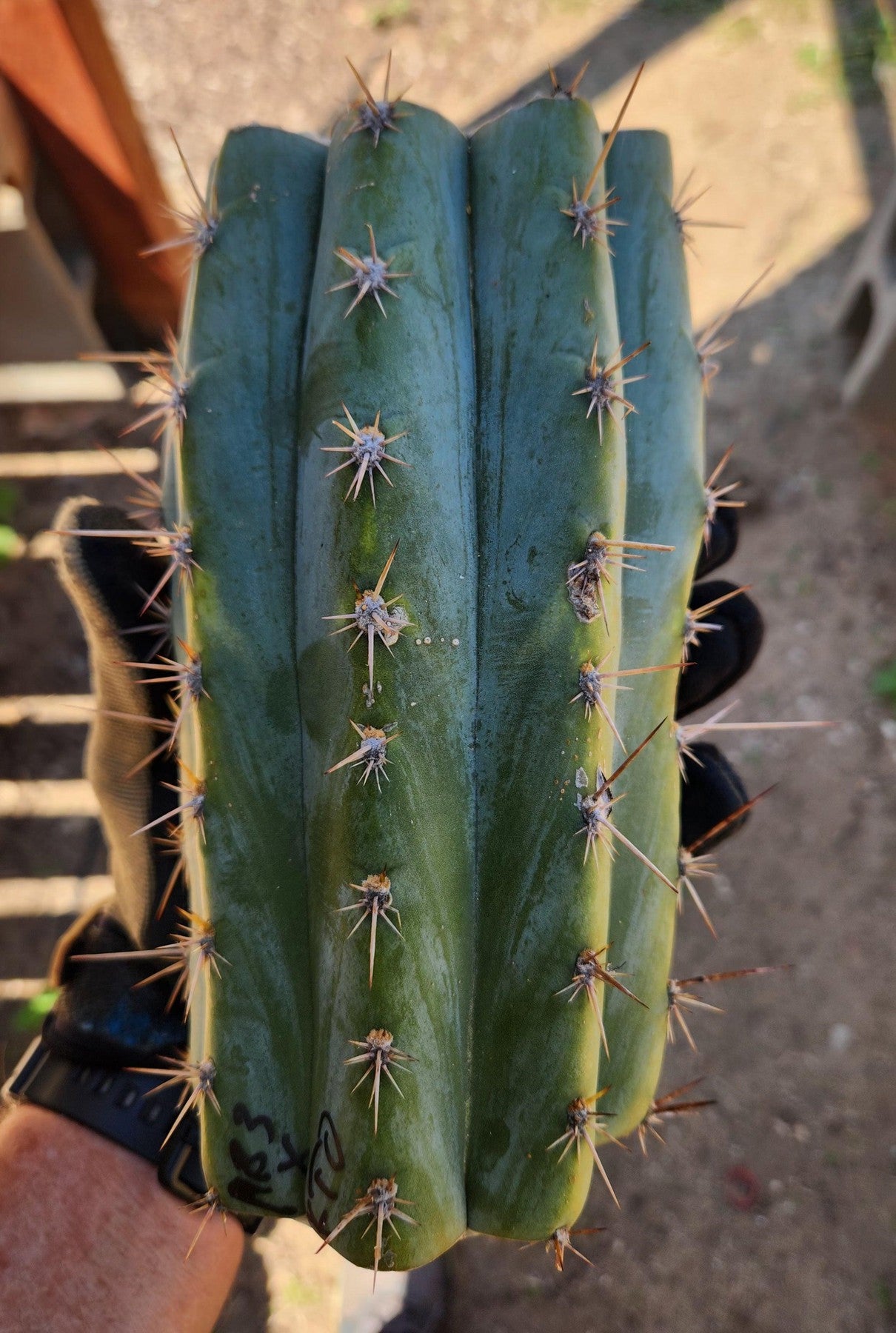 #EC391 EXACT Trichocereus Bargain $20-30$ Cactus Mid Cuttings-Cactus - Large - Exact-The Succulent Source