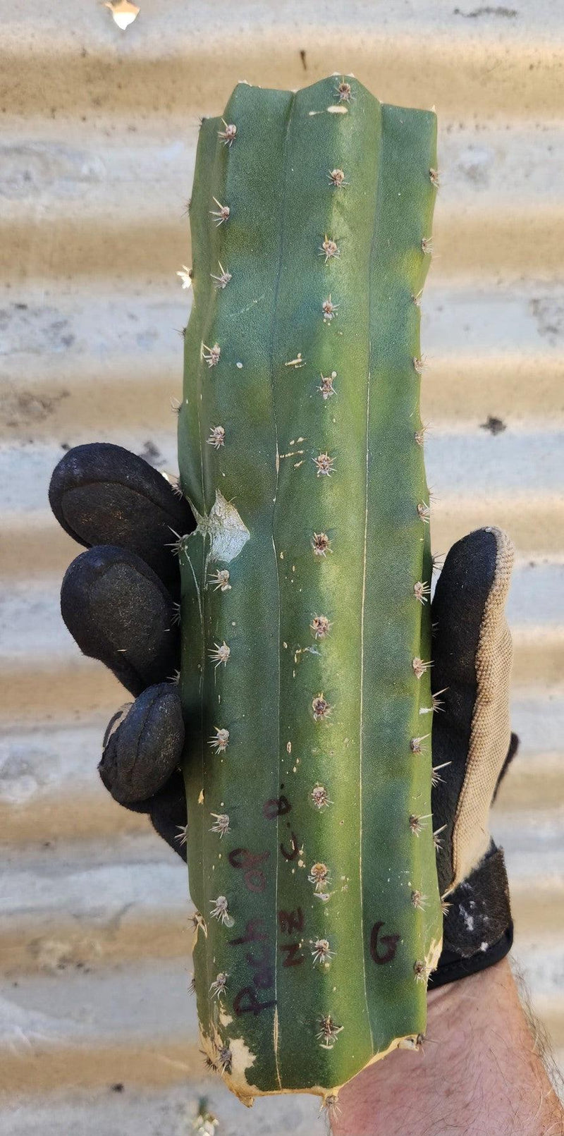 #EC391 EXACT Trichocereus Bargain $20-30$ Cactus Mid Cuttings