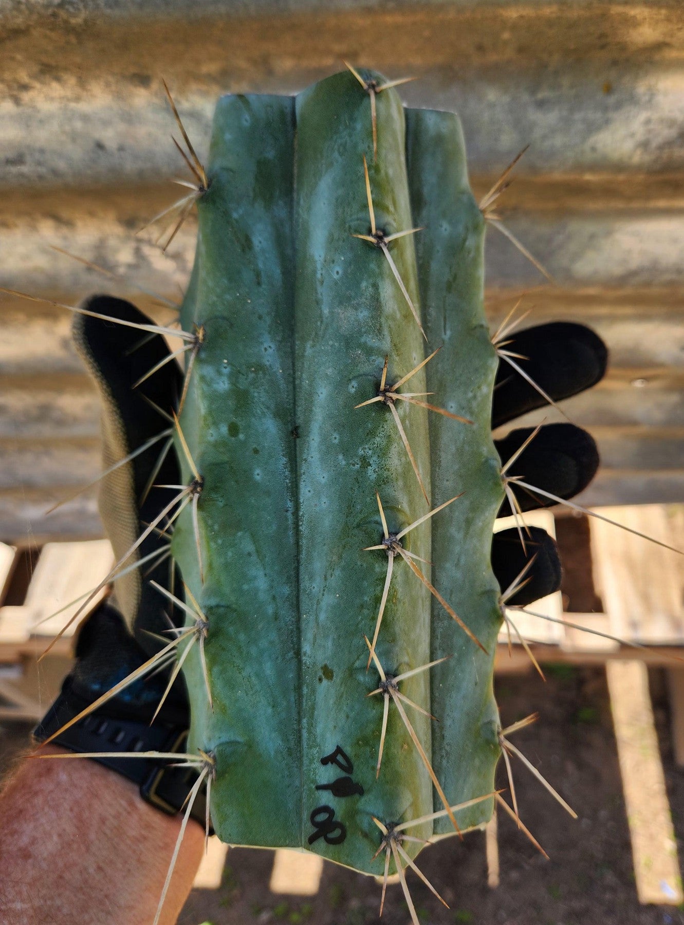 #EC391 EXACT Trichocereus Bargain $20-30$ Cactus Mid Cuttings-Cactus - Large - Exact-The Succulent Source