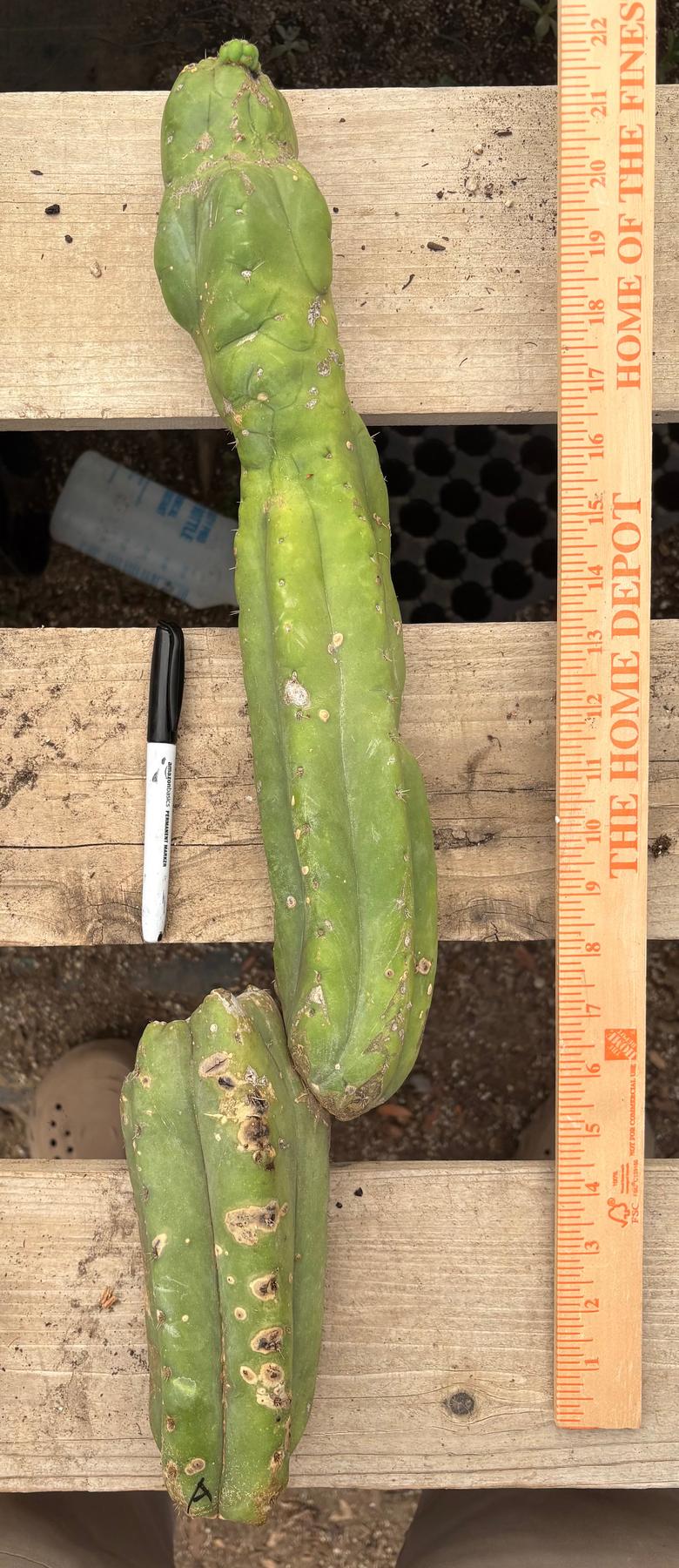 #EC391 EXACT Trichocereus Termination Alley Cuttings-Cactus - Large - Exact-The Succulent Source