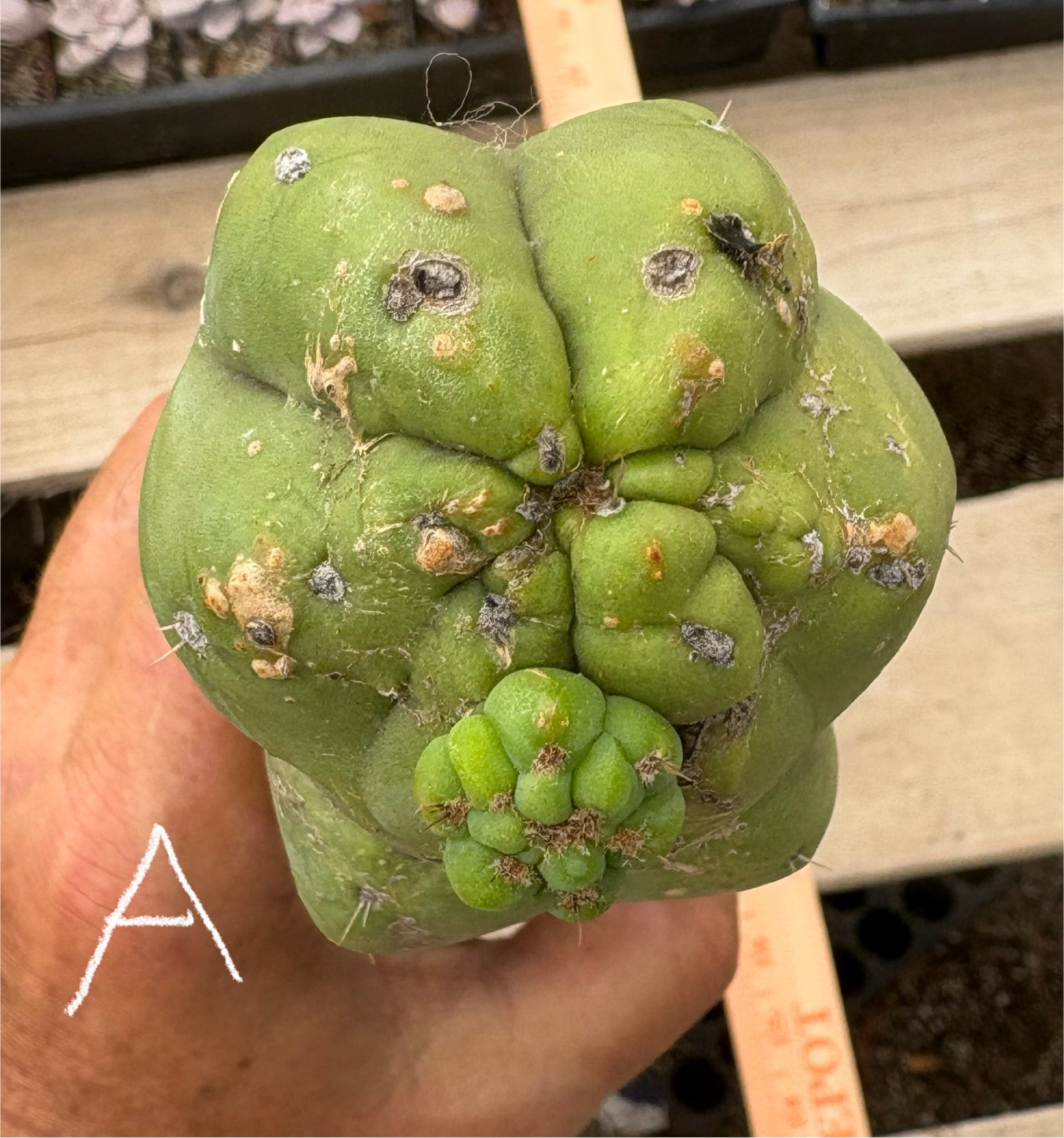 #EC391 EXACT Trichocereus Termination Alley Cuttings-Cactus - Large - Exact-The Succulent Source