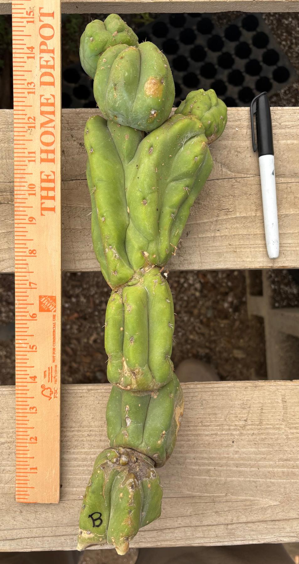 #EC391 EXACT Trichocereus Termination Alley Cuttings-Cactus - Large - Exact-The Succulent Source