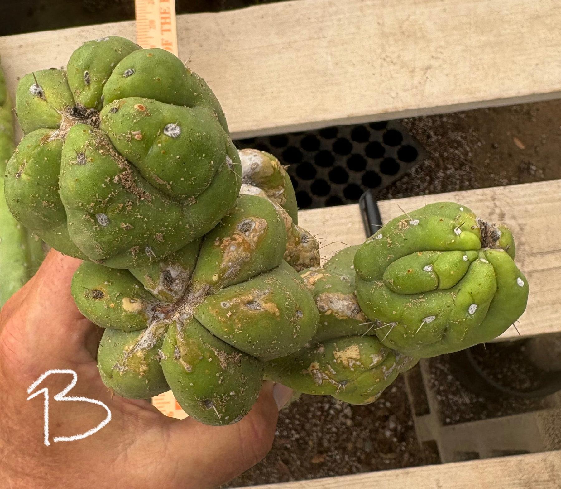 #EC391 EXACT Trichocereus Termination Alley Cuttings-Cactus - Large - Exact-The Succulent Source