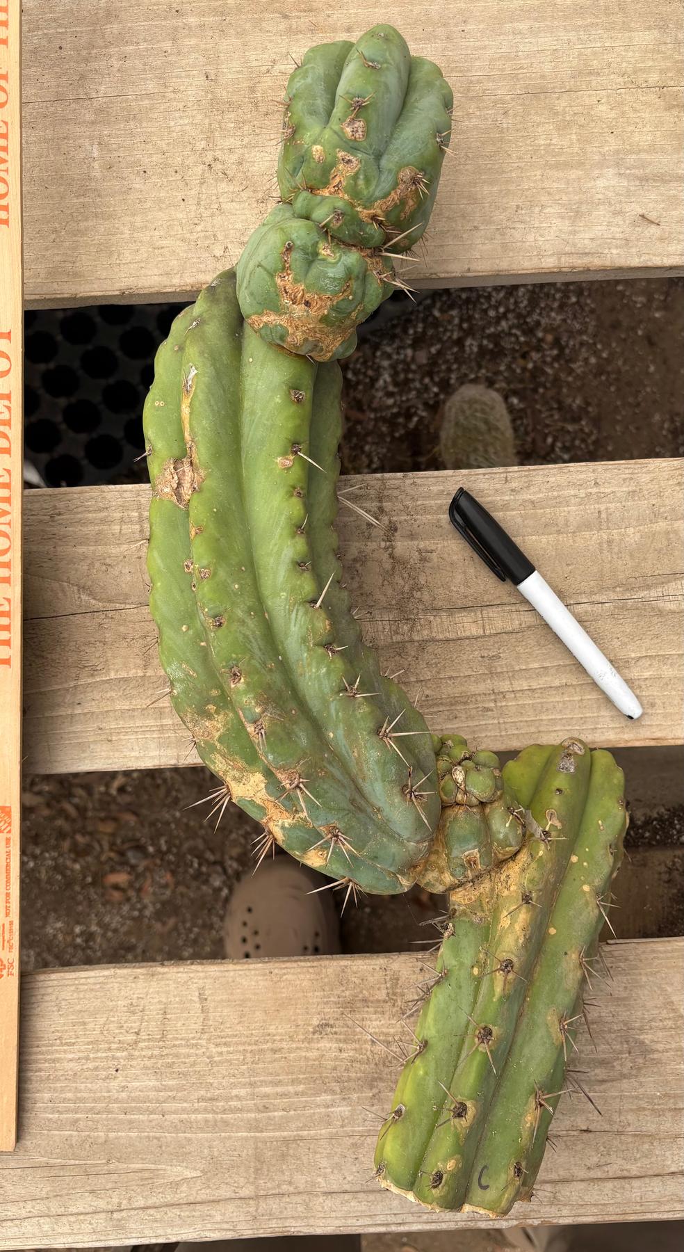 #EC391 EXACT Trichocereus Termination Alley Cuttings-Cactus - Large - Exact-The Succulent Source