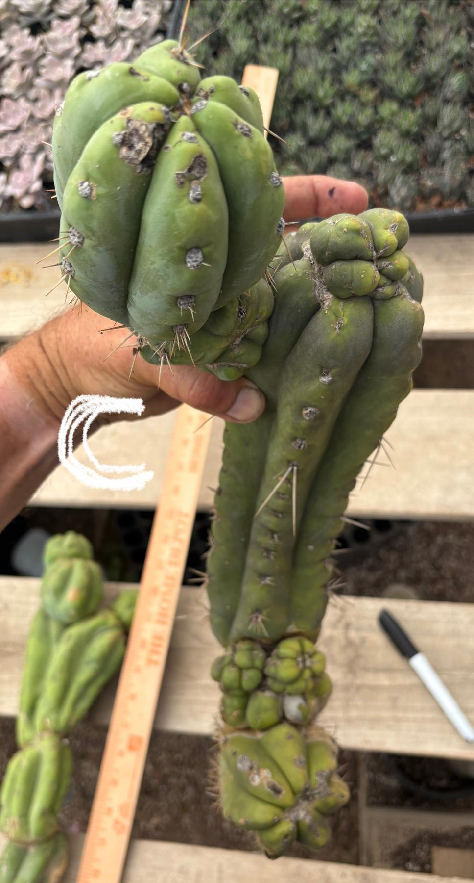 #EC391 EXACT Trichocereus Termination Alley Cuttings-Cactus - Large - Exact-The Succulent Source