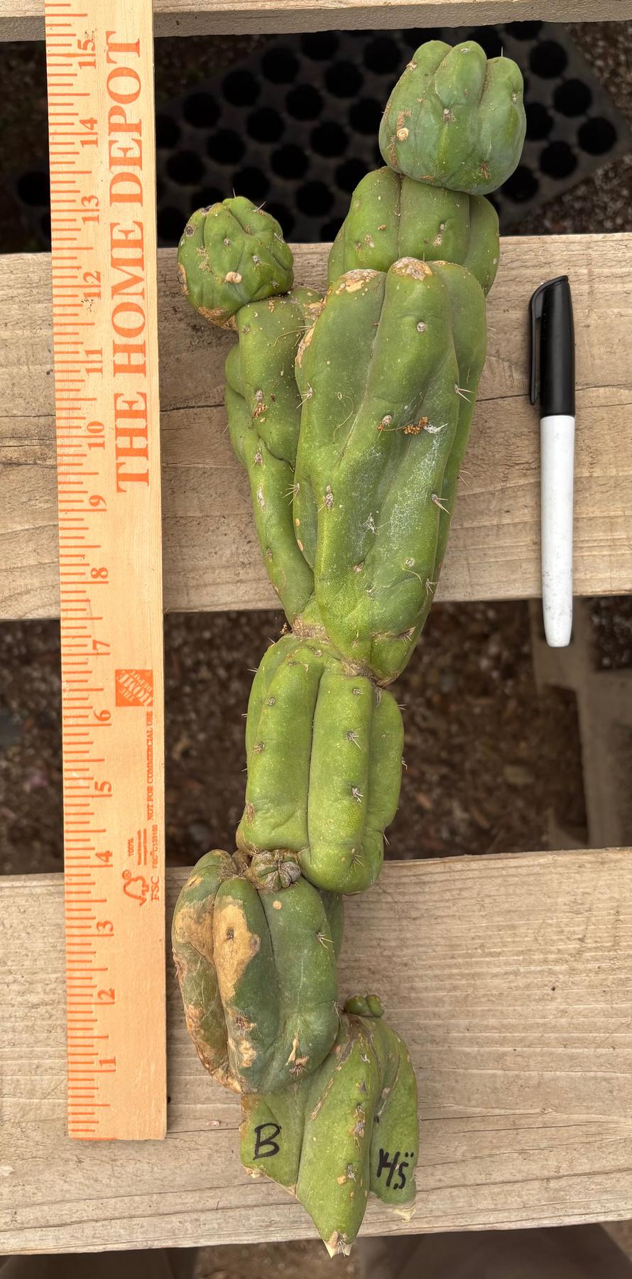 #EC391 EXACT Trichocereus Termination Alley Cuttings-Cactus - Large - Exact-The Succulent Source