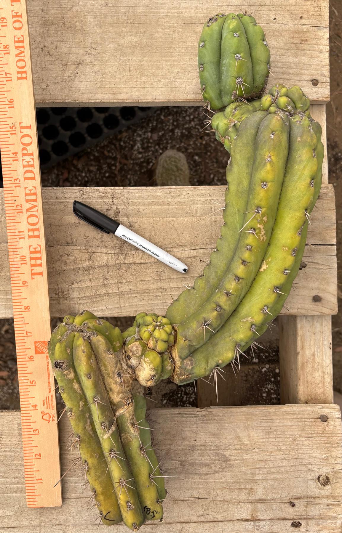 #EC391 EXACT Trichocereus Termination Alley Cuttings-Cactus - Large - Exact-The Succulent Source