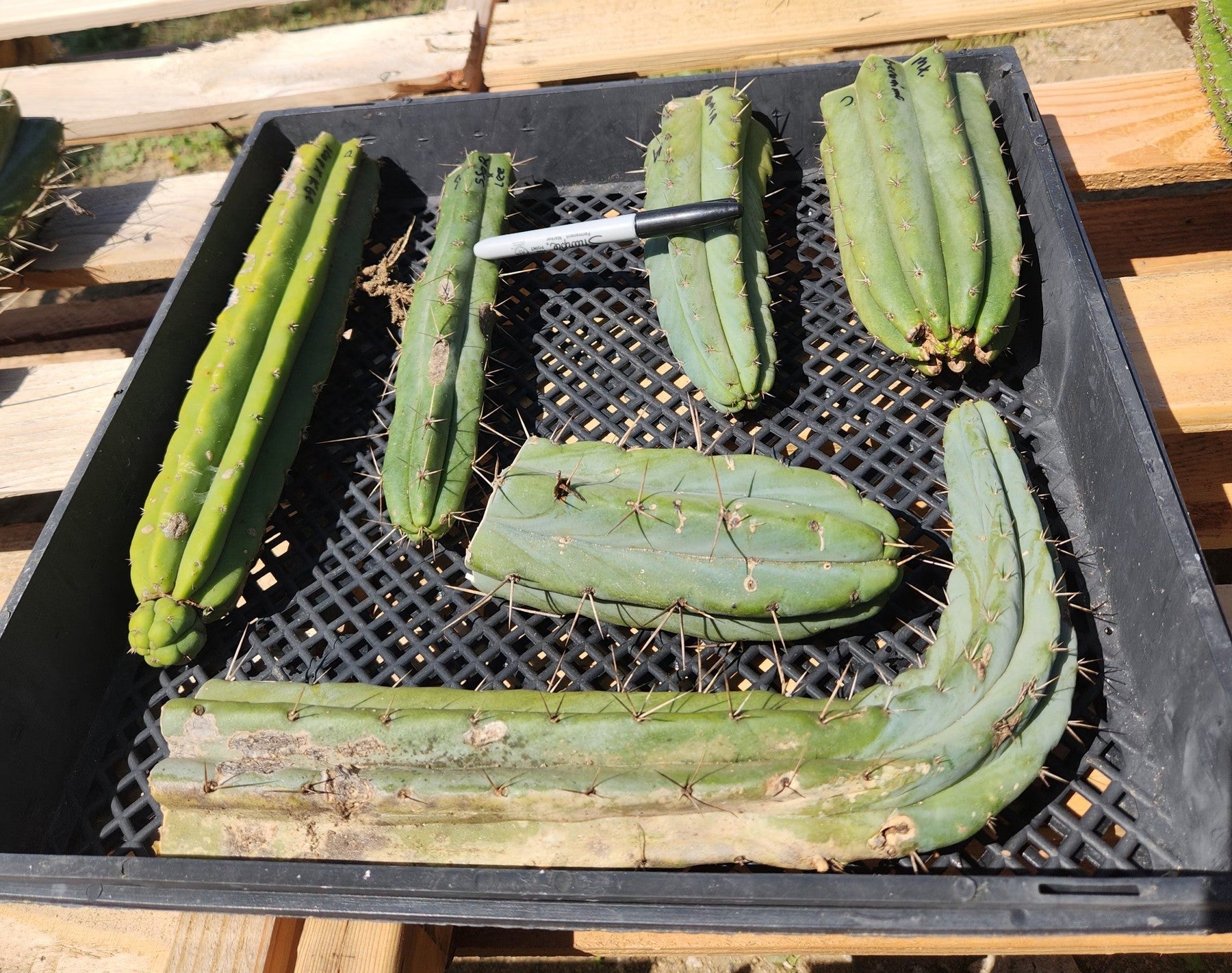 #EC392 EXACT Trichocereus Bargain Lot of Cactus TIP Cuttings-Cactus - Large - Exact-The Succulent Source