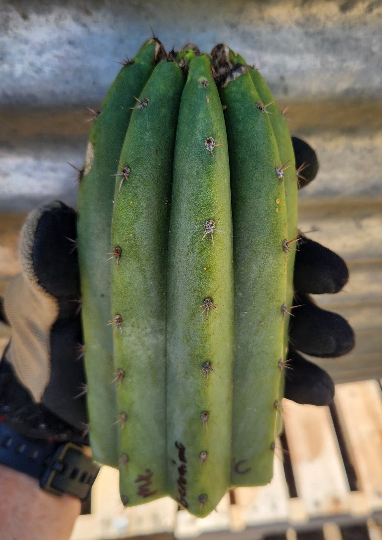 #EC392 EXACT Trichocereus Bargain Lot of Cactus TIP Cuttings-Cactus - Large - Exact-The Succulent Source