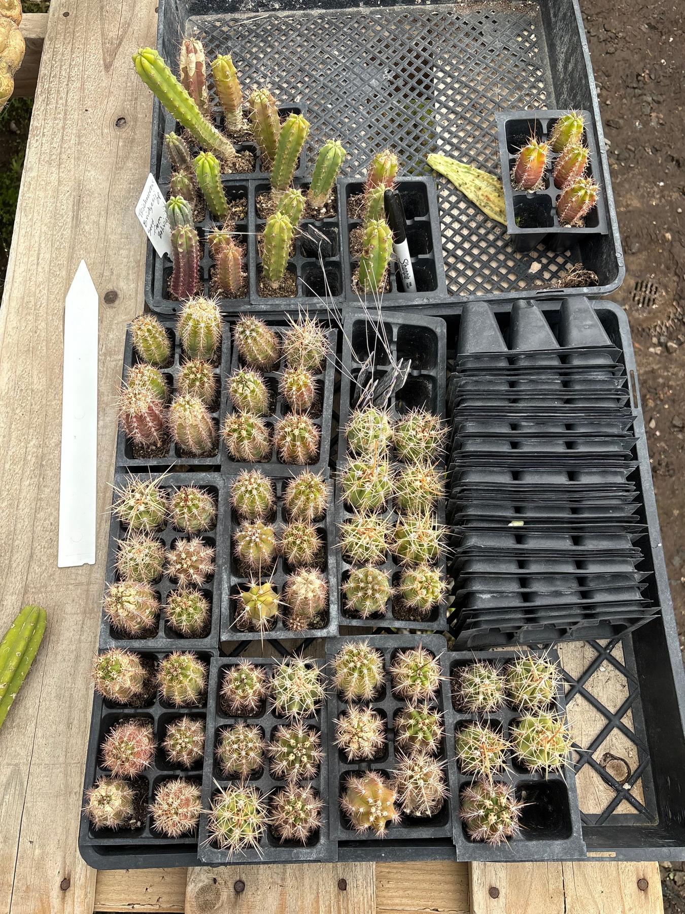 #EC392 EXACT Trichocereus Mixed Bargain Lot of TLC Cactus Plug Seedlings-Cactus - Large - Exact-The Succulent Source