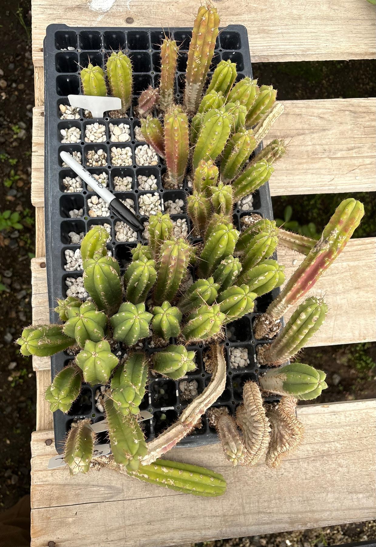 #EC392 EXACT Trichocereus Mixed Bargain Lot of TLC Cactus Plug Seedlings-Cactus - Large - Exact-The Succulent Source