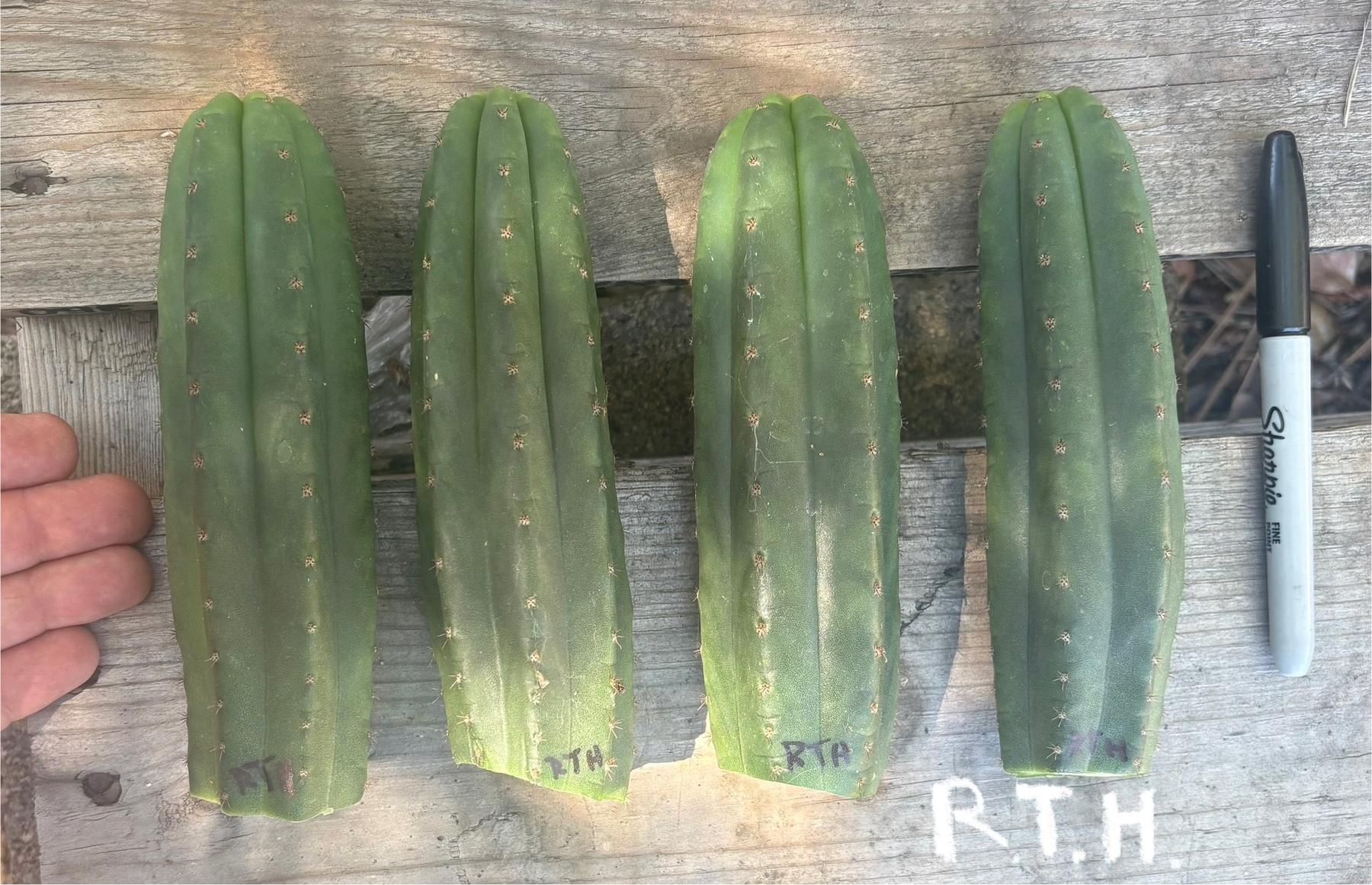 #EC393 EXACT Trichocereus BARGAIN Cactus Cuttings-Cactus - Large - Exact-The Succulent Source
