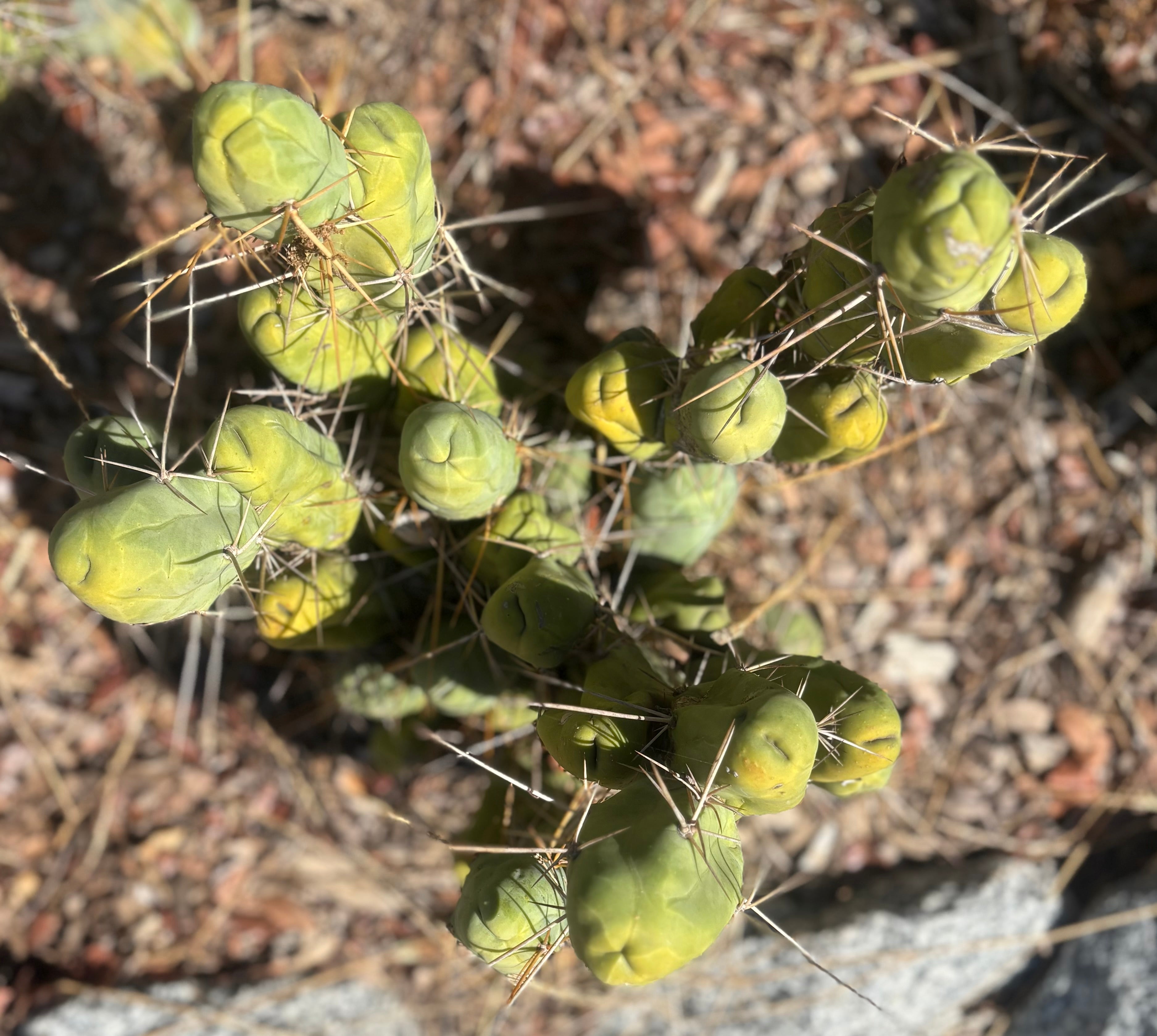 #EC394 EXACT Trichocereus Bridgesii Monstrose TBM BIG Penis Cactus Clump 30 segments+-Cactus - Large - Exact-The Succulent Source
