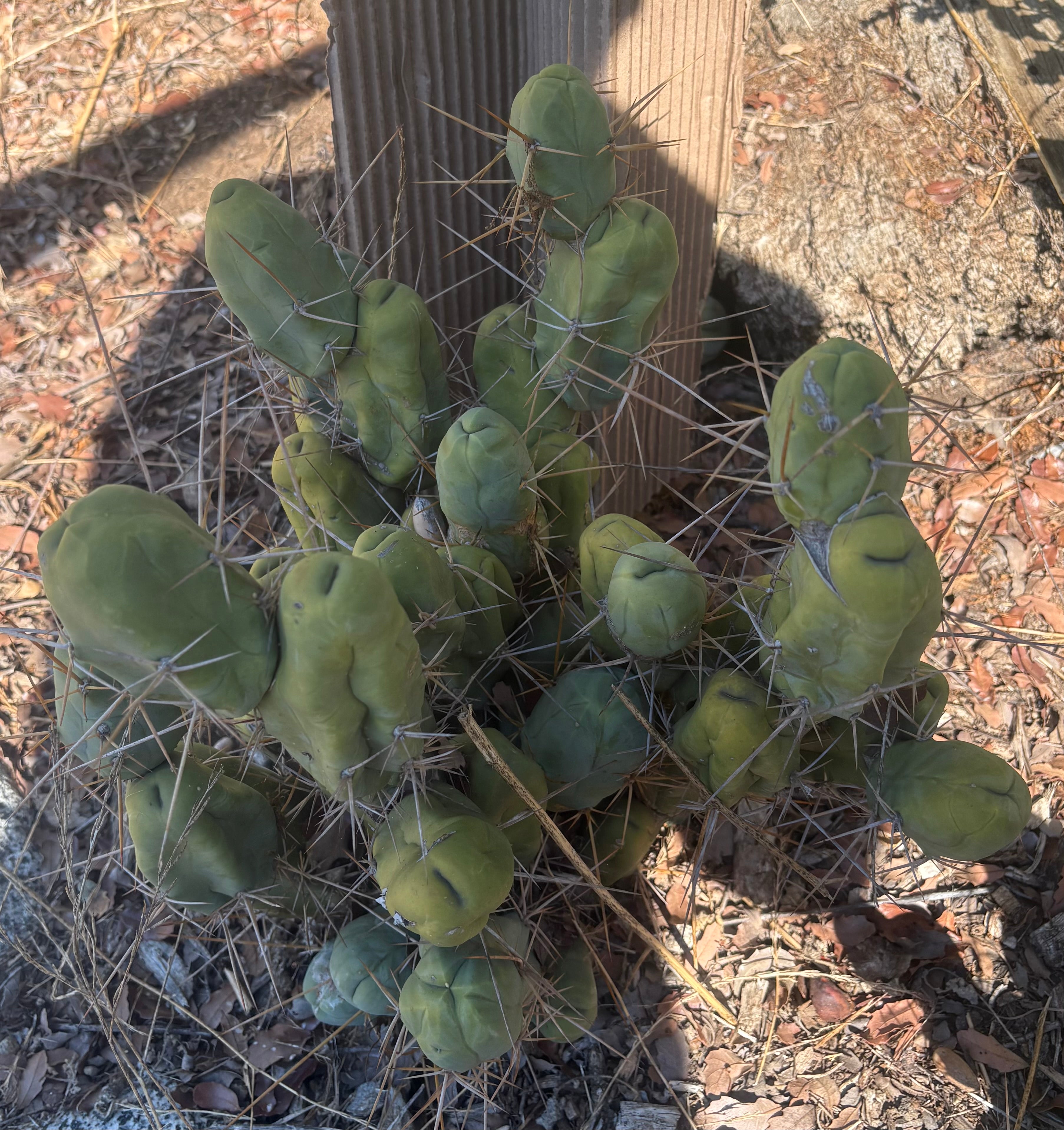 #EC394 EXACT Trichocereus Bridgesii Monstrose TBM BIG Penis Cactus Clump 30 segments+-Cactus - Large - Exact-The Succulent Source