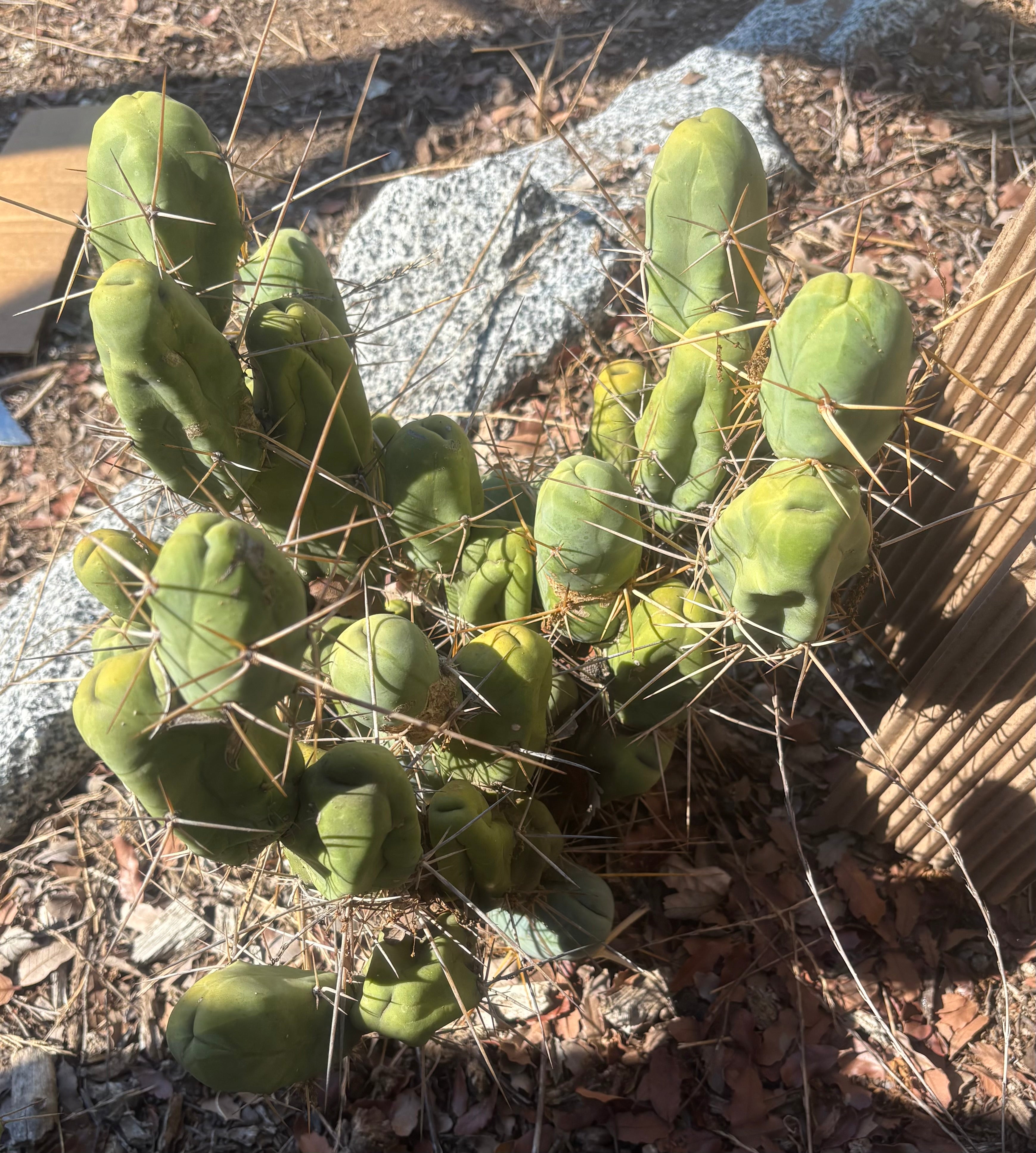 #EC394 EXACT Trichocereus Bridgesii Monstrose TBM BIG Penis Cactus Clump 30 segments+-Cactus - Large - Exact-The Succulent Source