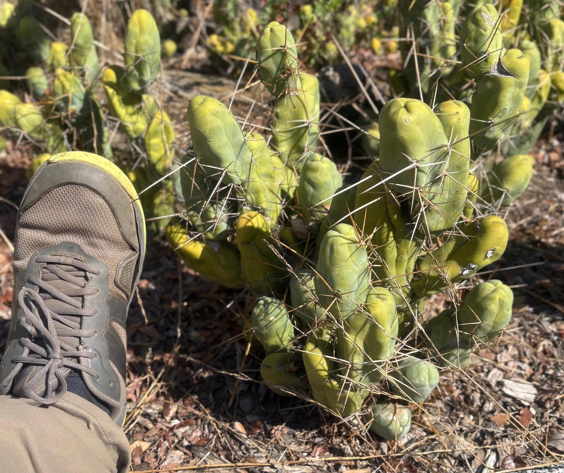 #EC394 EXACT Trichocereus Bridgesii Monstrose TBM BIG Penis Cactus Clump 30 segments+-Cactus - Large - Exact-The Succulent Source