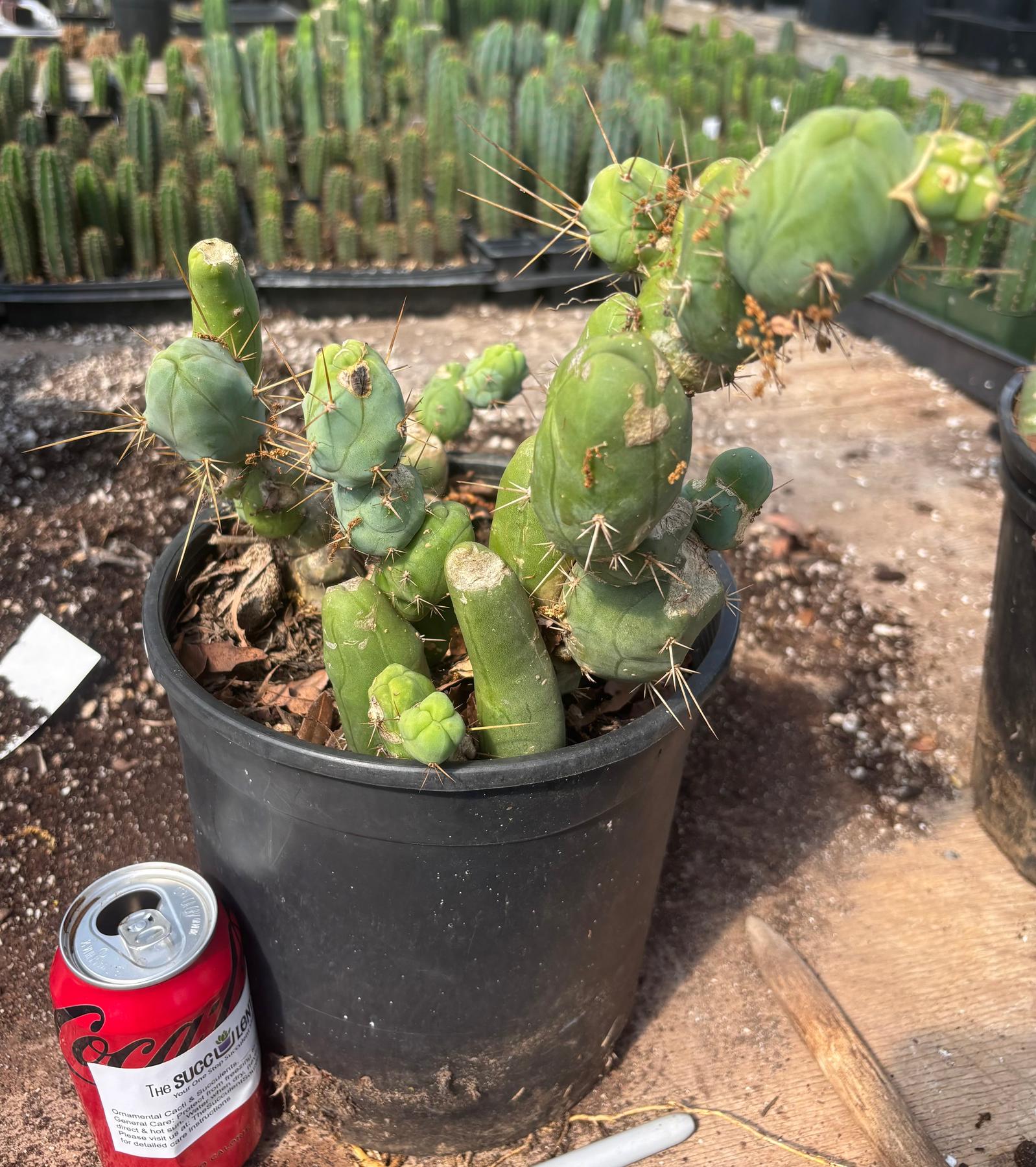 #EC394 EXACT Trichocereus Bridgesii Monstrose TBM BIG Penis Cactus Clump 33 segments+-Cactus - Large - Exact-The Succulent Source