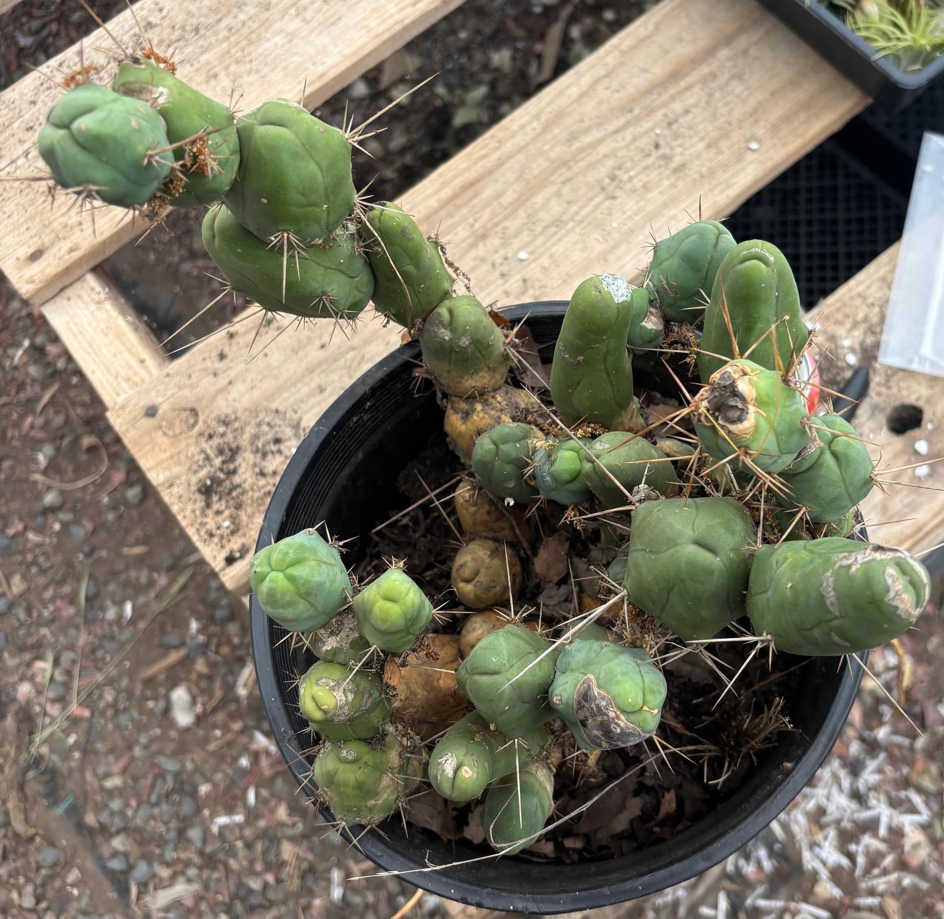 #EC394 EXACT Trichocereus Bridgesii Monstrose TBM BIG Penis Cactus Clump 37 segments+-Cactus - Large - Exact-The Succulent Source