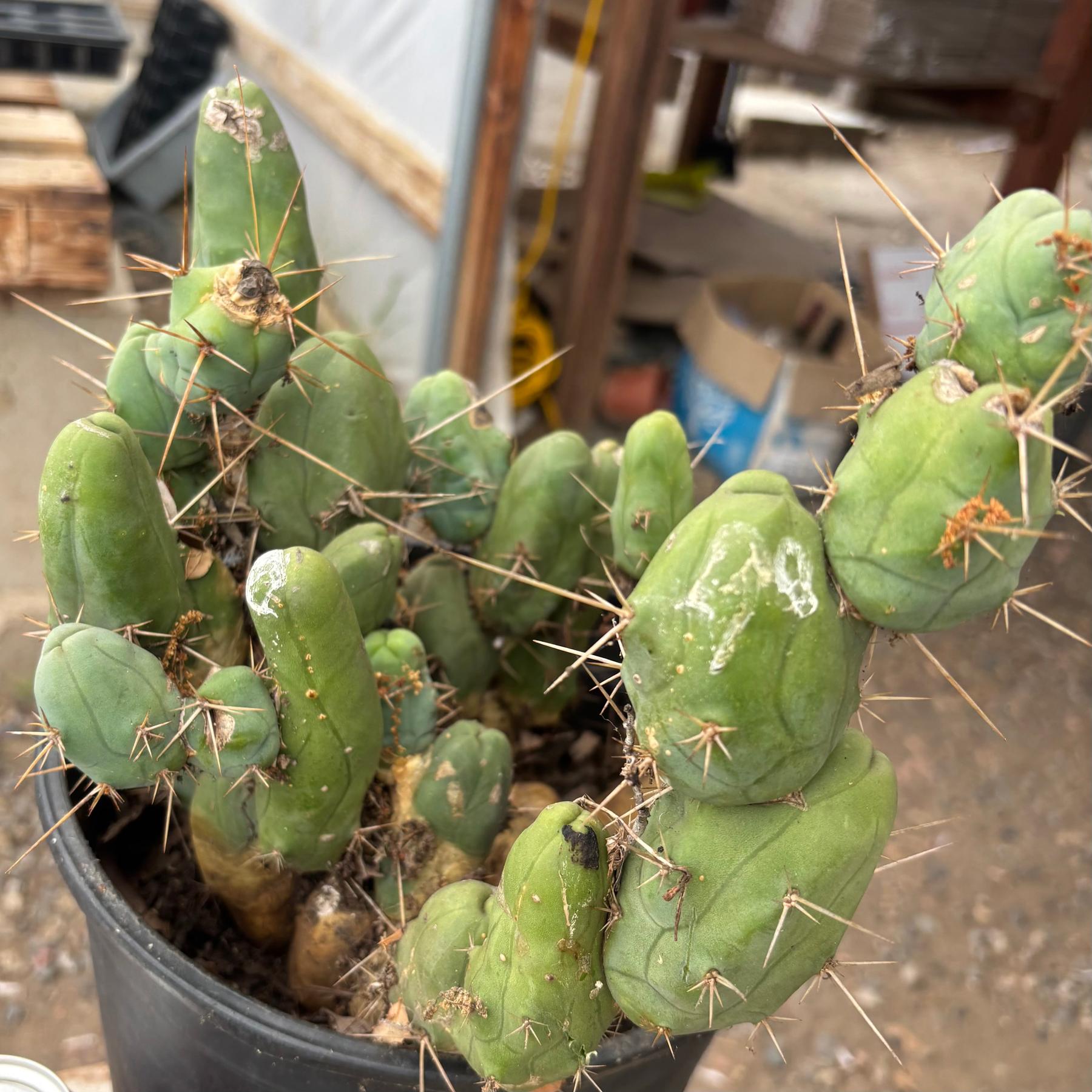 #EC394 EXACT Trichocereus Bridgesii Monstrose TBM BIG Penis Cactus Clump 37 segments+-Cactus - Large - Exact-The Succulent Source