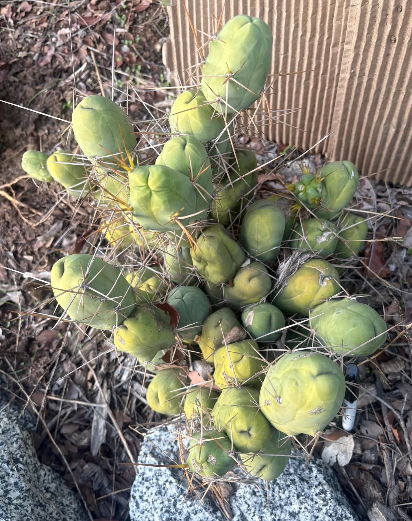 #EC394 EXACT Trichocereus Bridgesii Monstrose TBM BIG Penis Cactus Clump 40 segments+-Cactus - Large - Exact-The Succulent Source