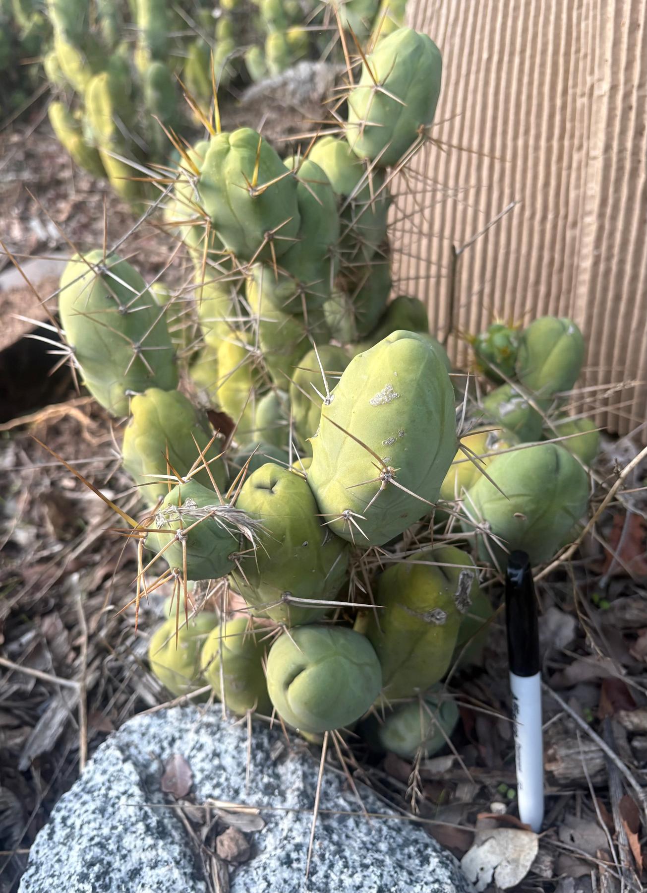 #EC394 EXACT Trichocereus Bridgesii Monstrose TBM BIG Penis Cactus Clump 40 segments+-Cactus - Large - Exact-The Succulent Source