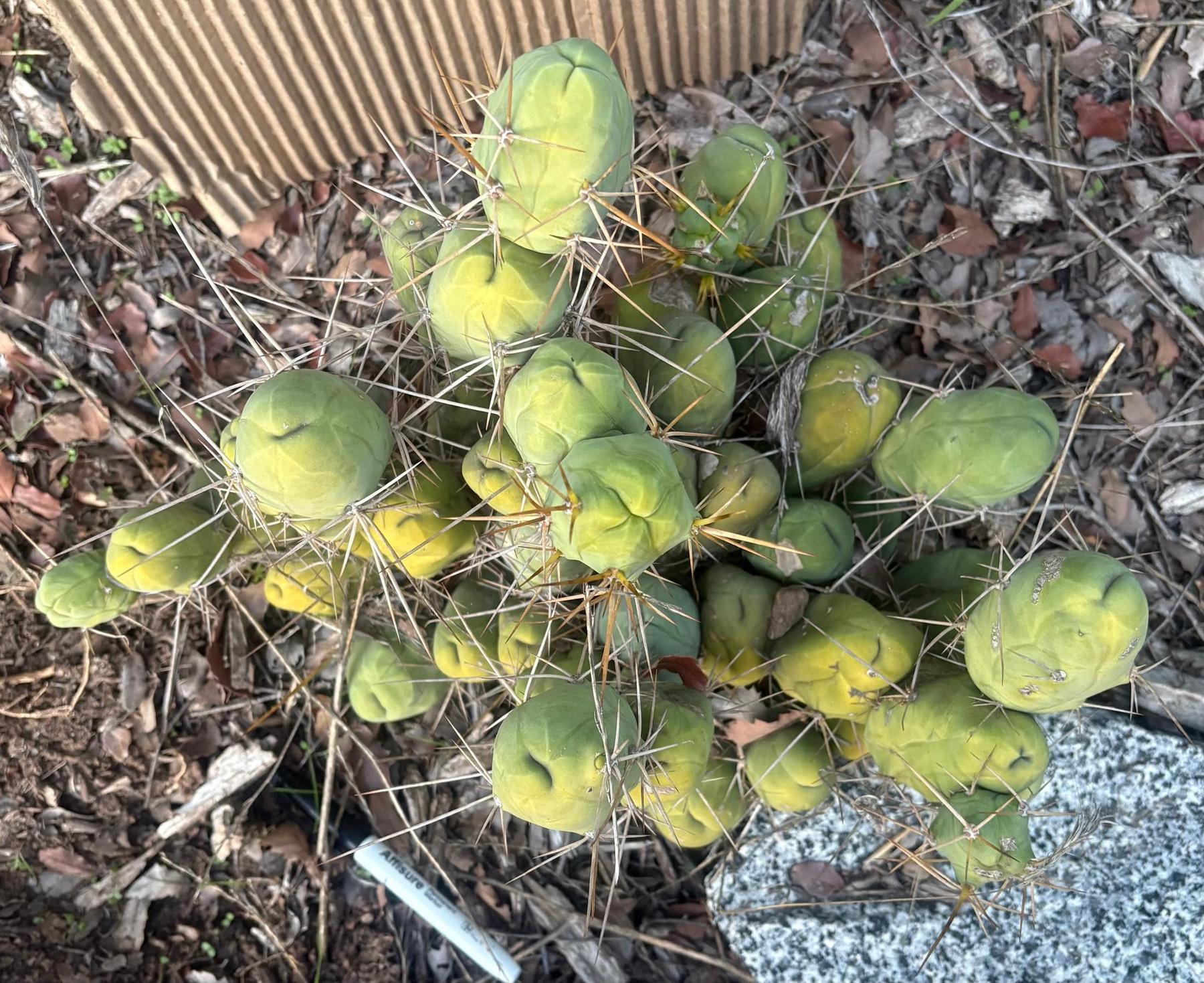 #EC394 EXACT Trichocereus Bridgesii Monstrose TBM BIG Penis Cactus Clump 40 segments+-Cactus - Large - Exact-The Succulent Source