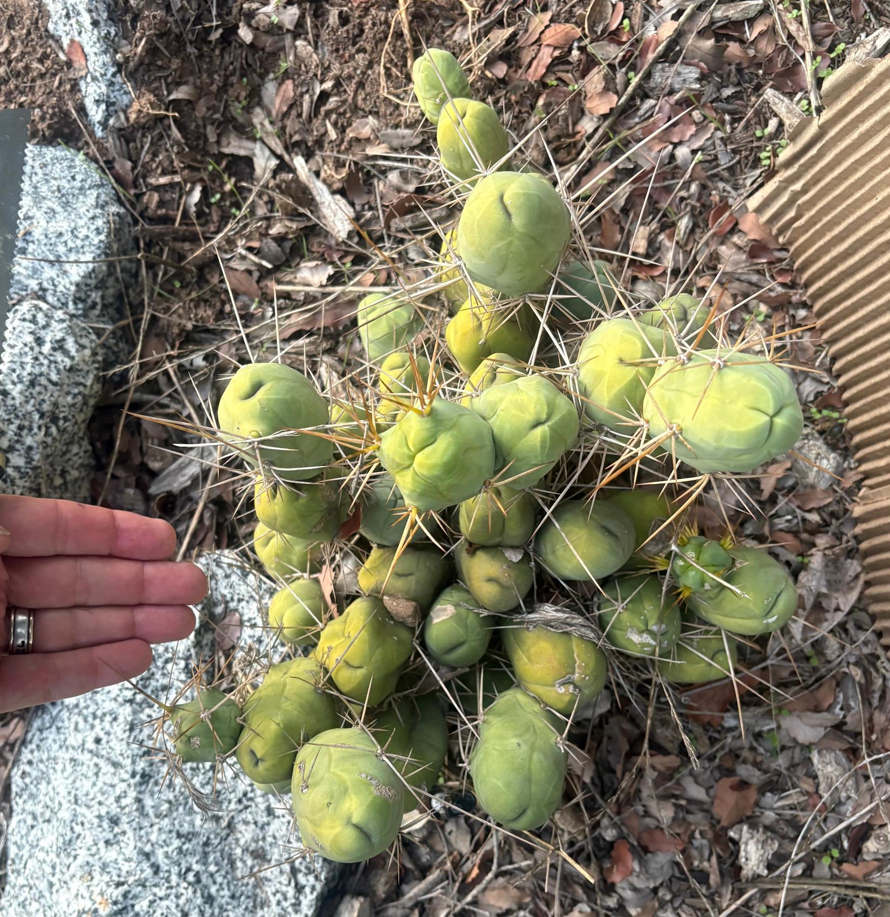#EC394 EXACT Trichocereus Bridgesii Monstrose TBM BIG Penis Cactus Clump 40 segments+-Cactus - Large - Exact-The Succulent Source