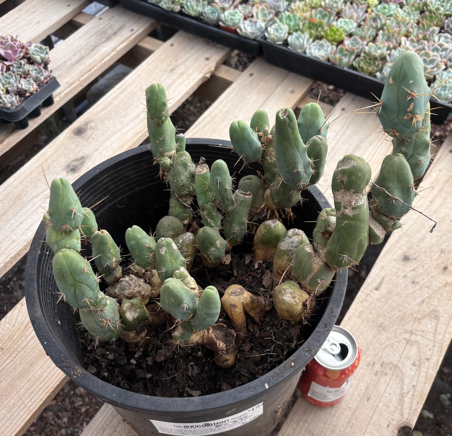 #EC394 EXACT Trichocereus Bridgesii Monstrose TBM BIG Penis Cactus Clump 42 segments+-Cactus - Large - Exact-The Succulent Source