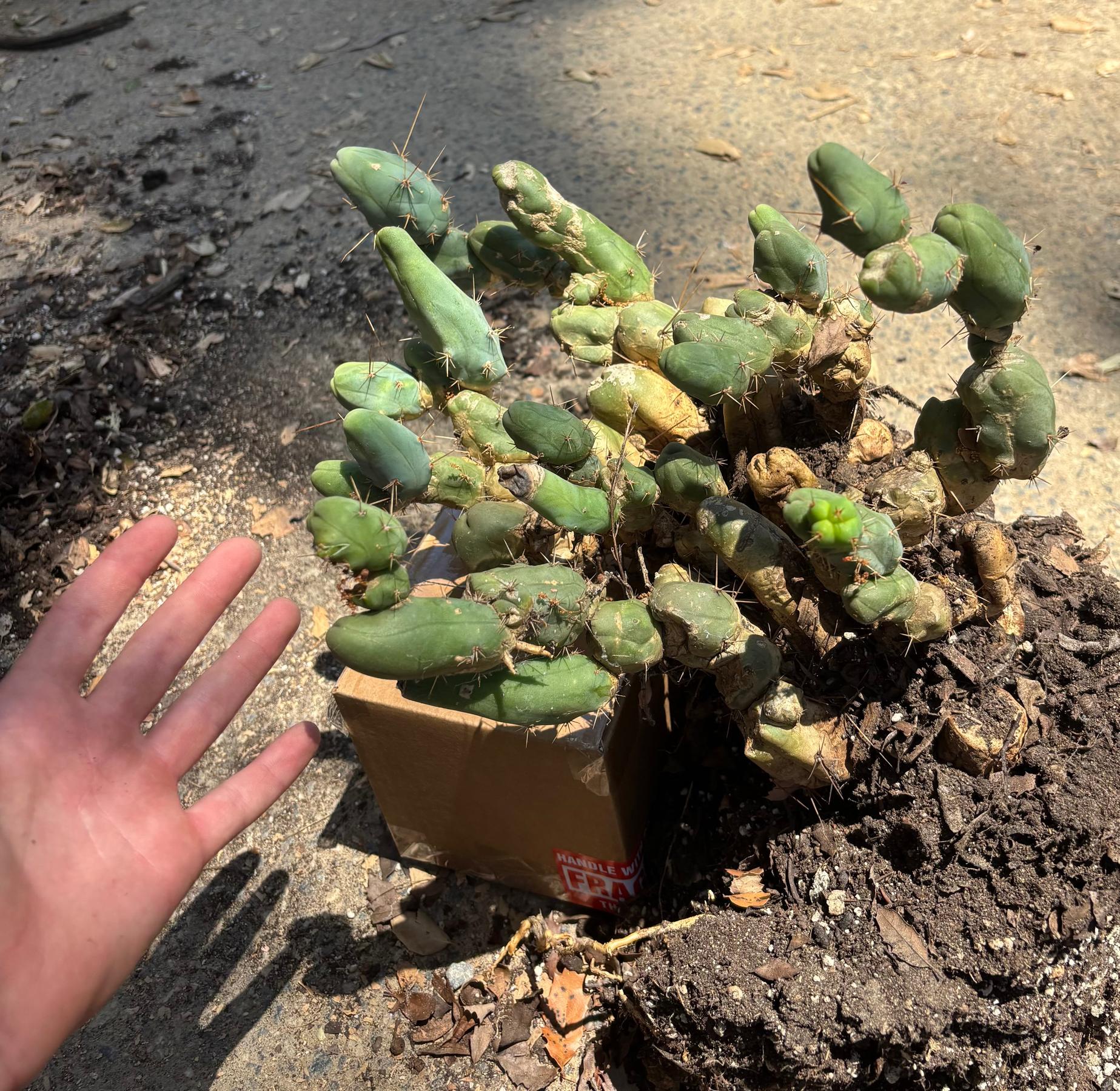 #EC394 EXACT Trichocereus Bridgesii Monstrose TBM BIG Penis Cactus Clump 42 segments+-Cactus - Large - Exact-The Succulent Source