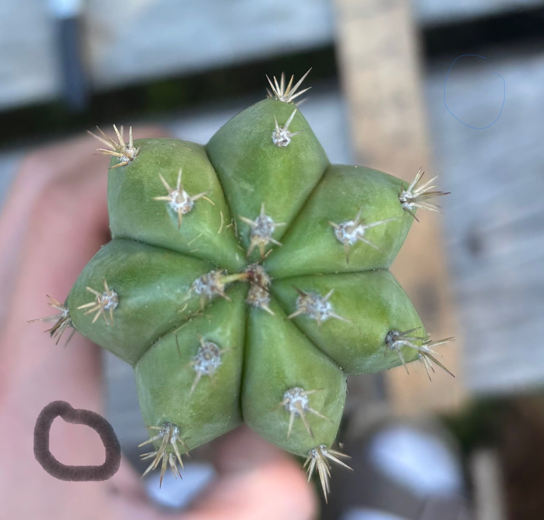 #EC395 EXACT Trichocereus Bargain Cactus Cuttings by Blaise-Cactus - Large - Exact-The Succulent Source