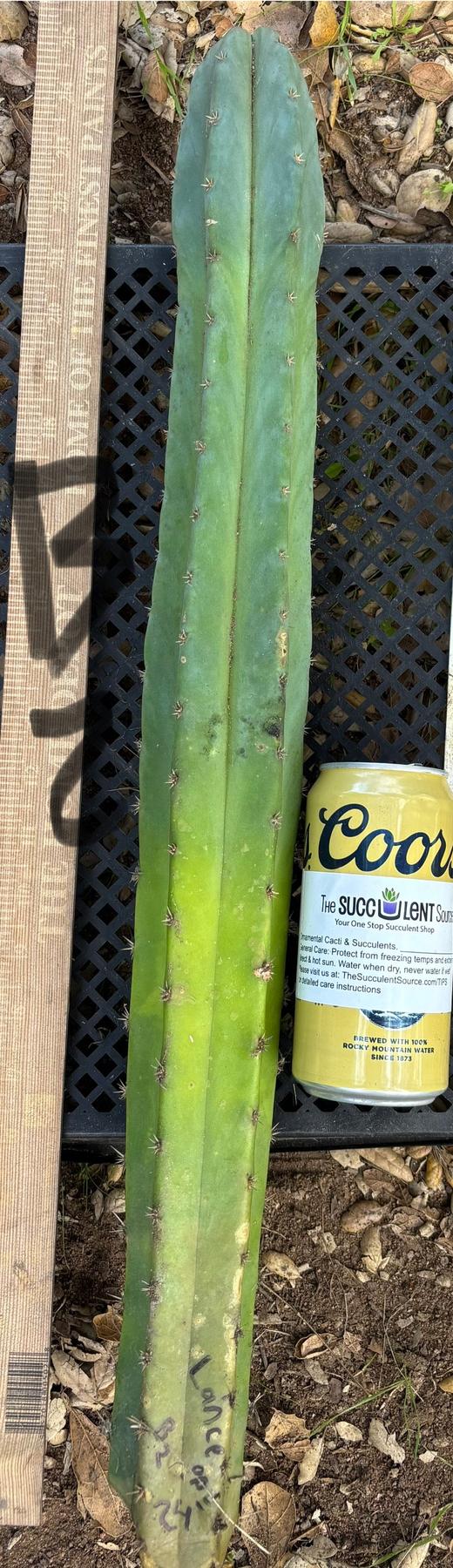 #EC395 EXACT TLC Trichocereus Bargain Cactus Cuttings by Blaise-Cactus - Large - Exact-The Succulent Source