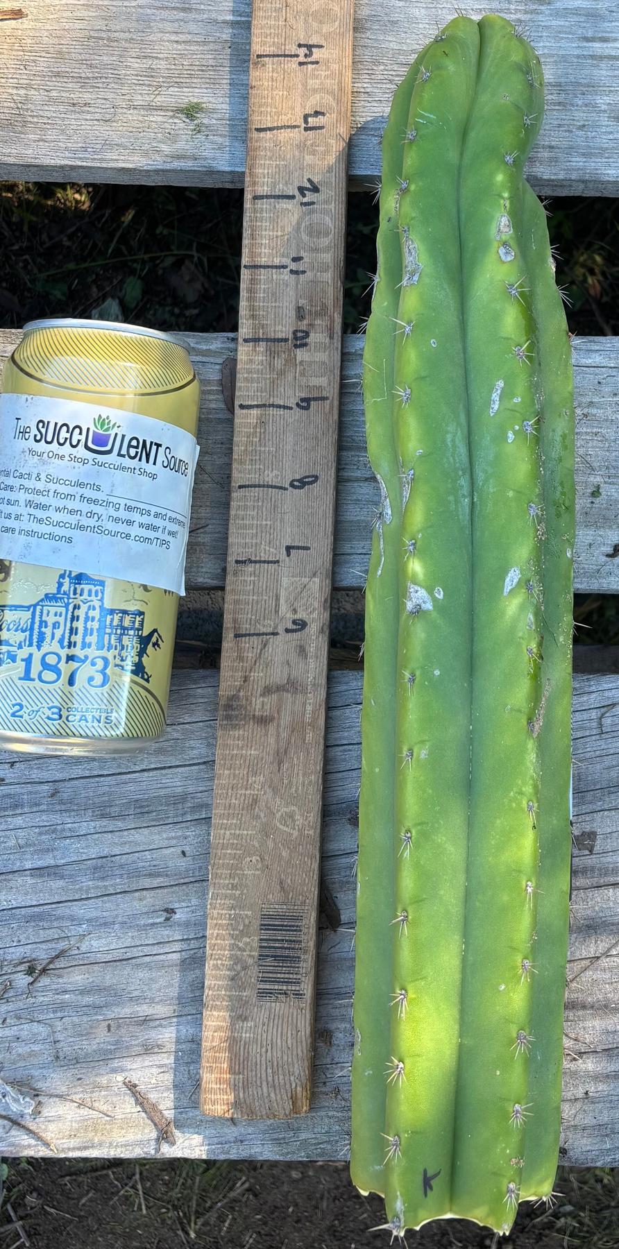 #EC395 EXACT Trichocereus Bargain Cactus Cuttings by Blaise-Cactus - Large - Exact-The Succulent Source