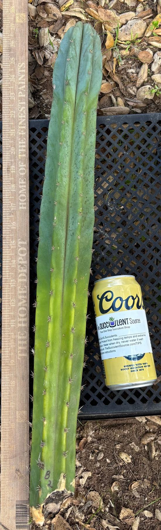 #EC395 EXACT TLC Trichocereus Bargain Cactus Cuttings by Blaise-Cactus - Large - Exact-The Succulent Source