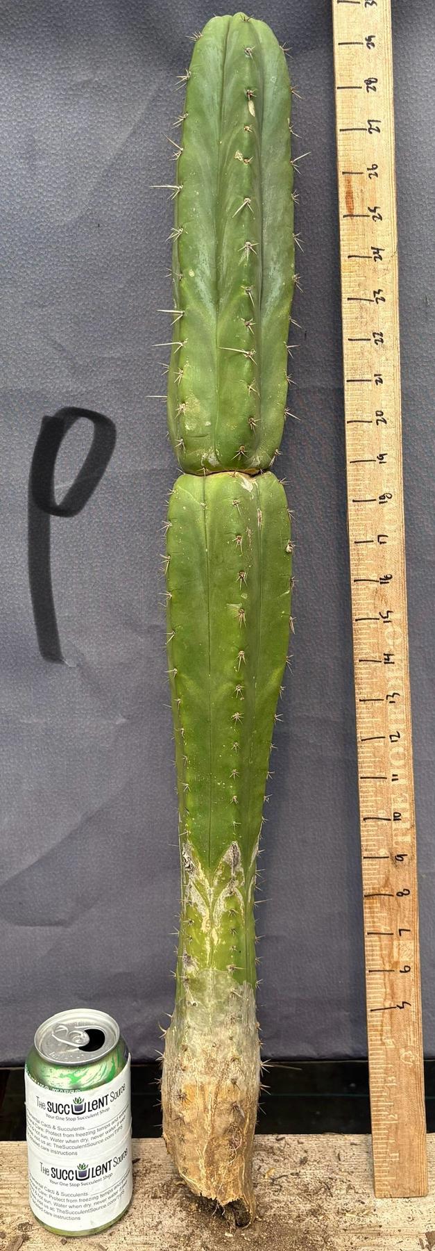 #EC395 EXACT TLC Trichocereus Bargain Cactus Cuttings by Blaise-Cactus - Large - Exact-The Succulent Source