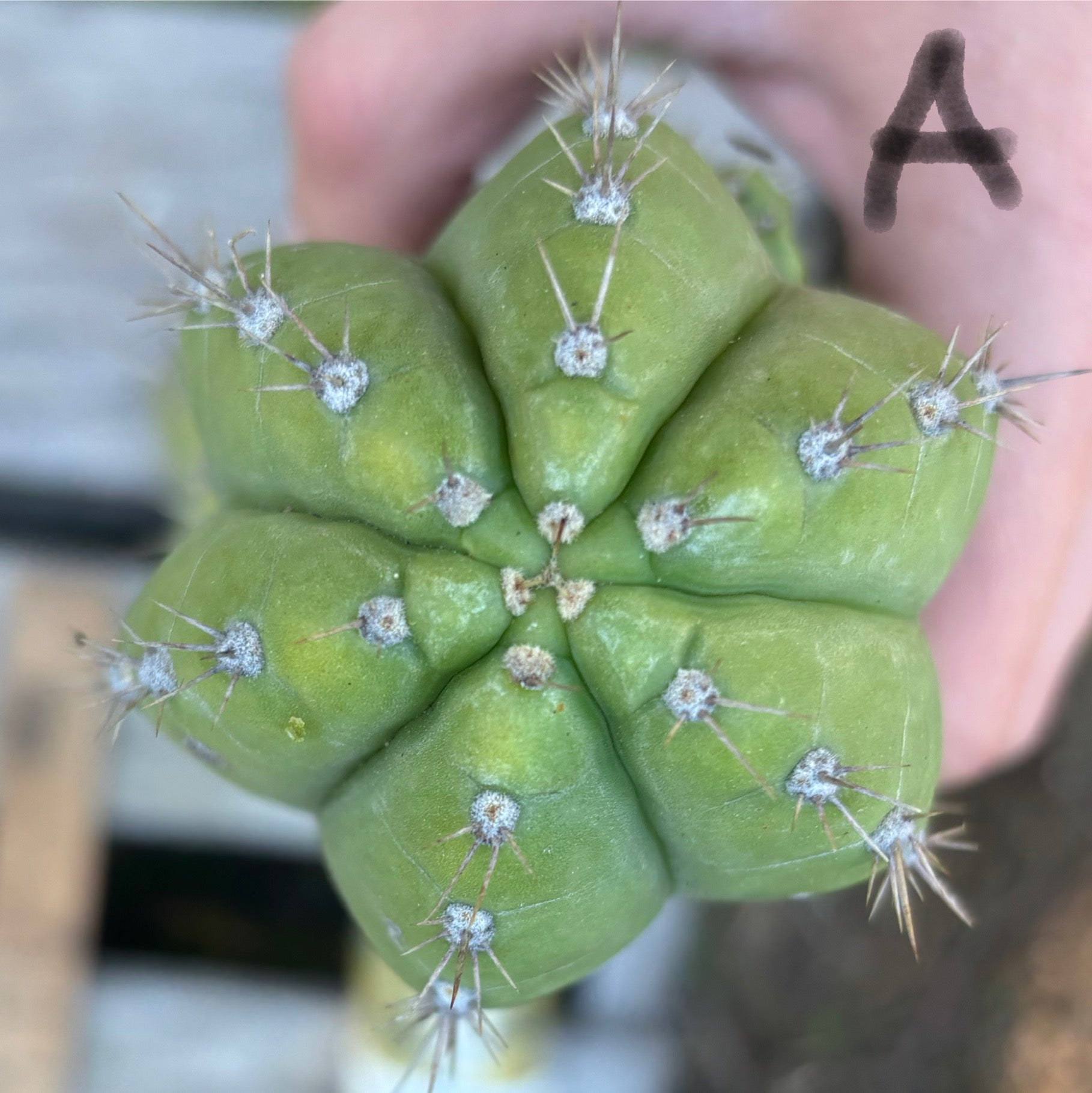 #EC395 EXACT Trichocereus Bargain Cactus Cuttings by Blaise-Cactus - Large - Exact-The Succulent Source